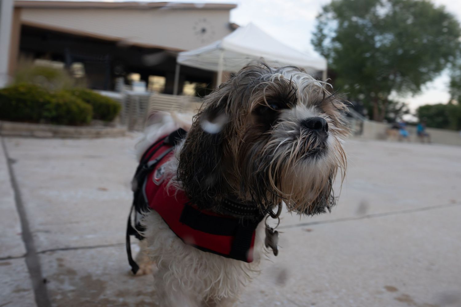 A small Shih Tzu dog wearing a red harness stands on a sidewalk outdoors near a building.