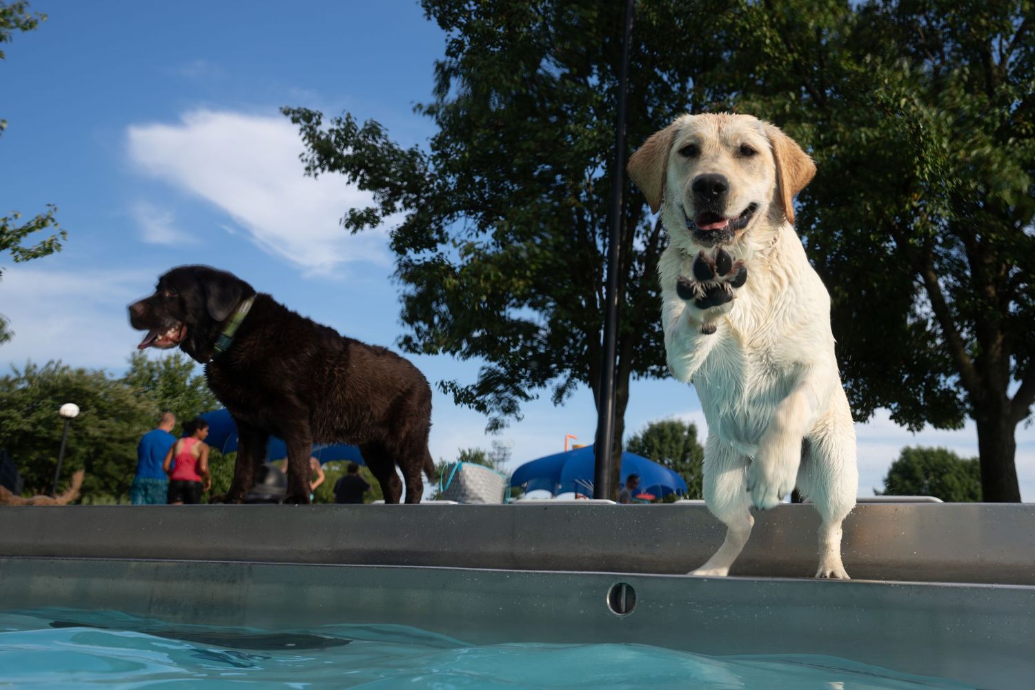 Two Labrador Retrievers stand by a swimming pool outdoors on a sunny day with trees in the background.