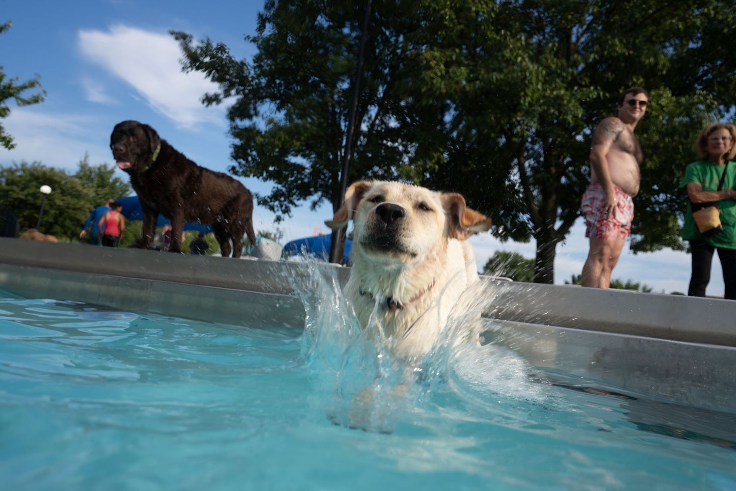 A yellow Labrador splashes in a blue pool while a chocolate Lab watches nearby, with people enjoying a sunny day outdoors.
