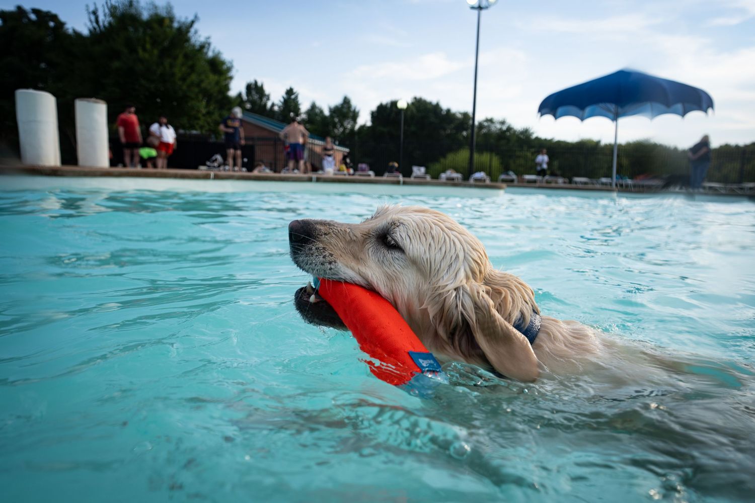 Golden Retriever dog swimming in a pool carrying an orange toy in its mouth on a sunny day.