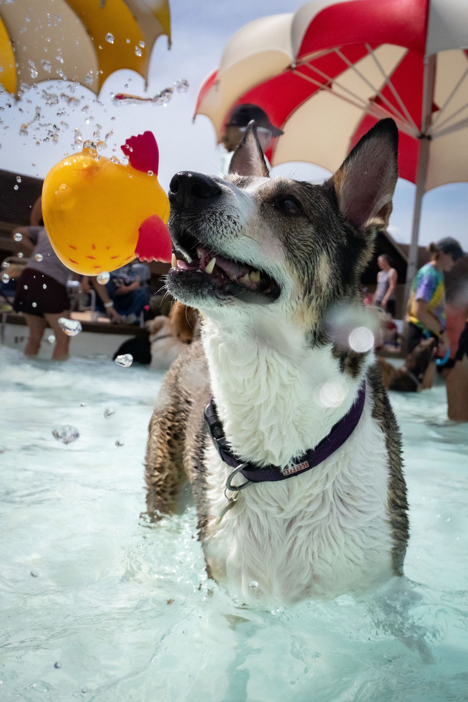 A small dog in a purple harness playing with a yellow ball in a crowded outdoor pool.