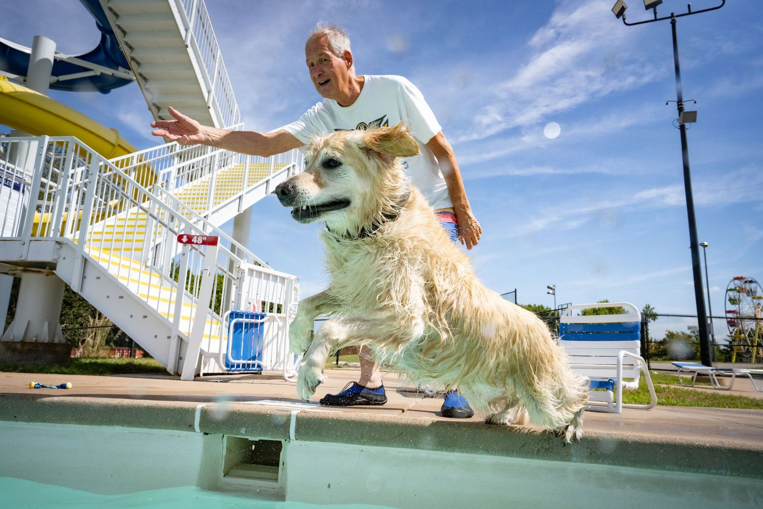 A man helps a wet golden dog jump into an outdoor pool on a sunny day.