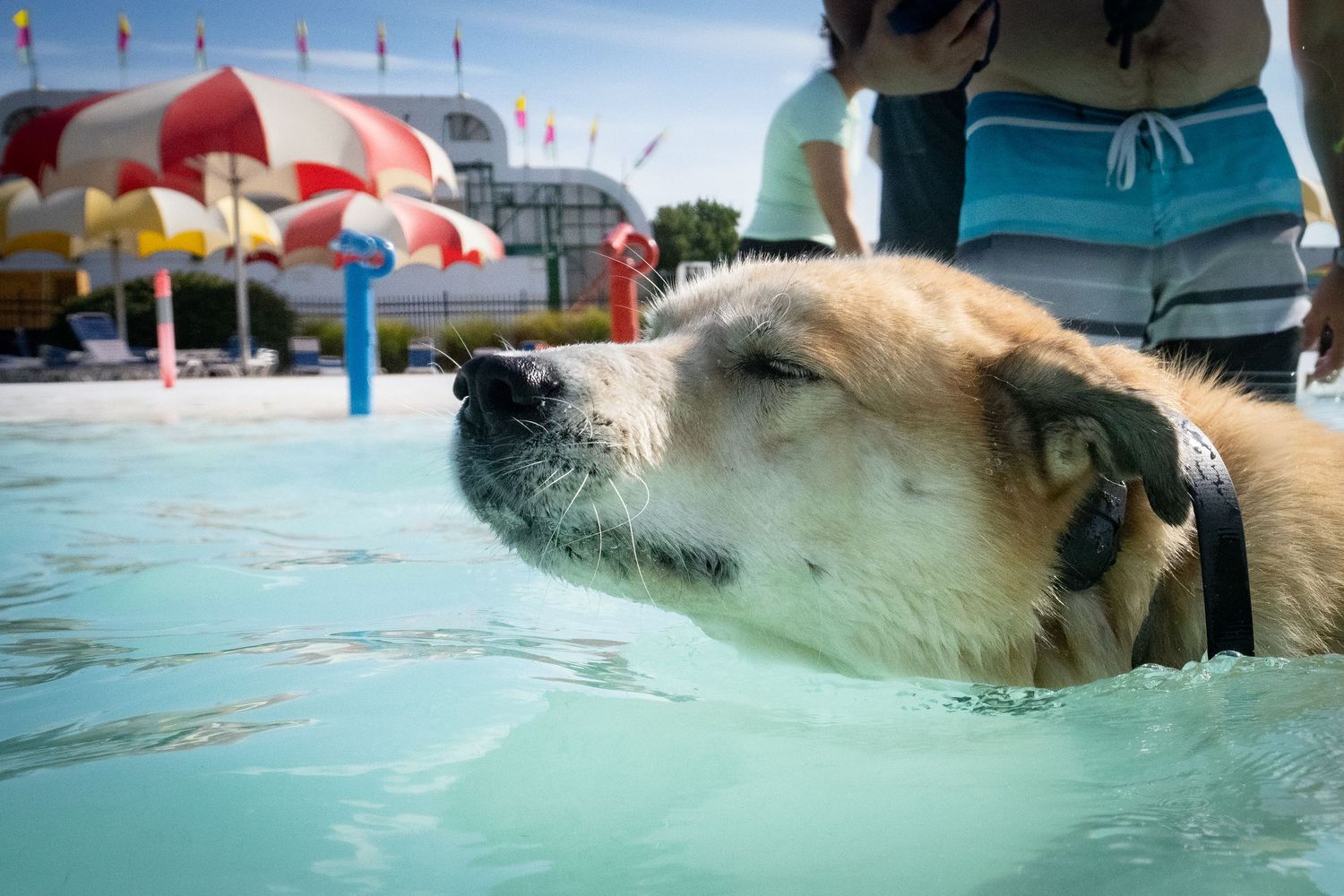 A tan dog peacefully floats in a pool with colorful umbrellas and blue sky visible in the background.