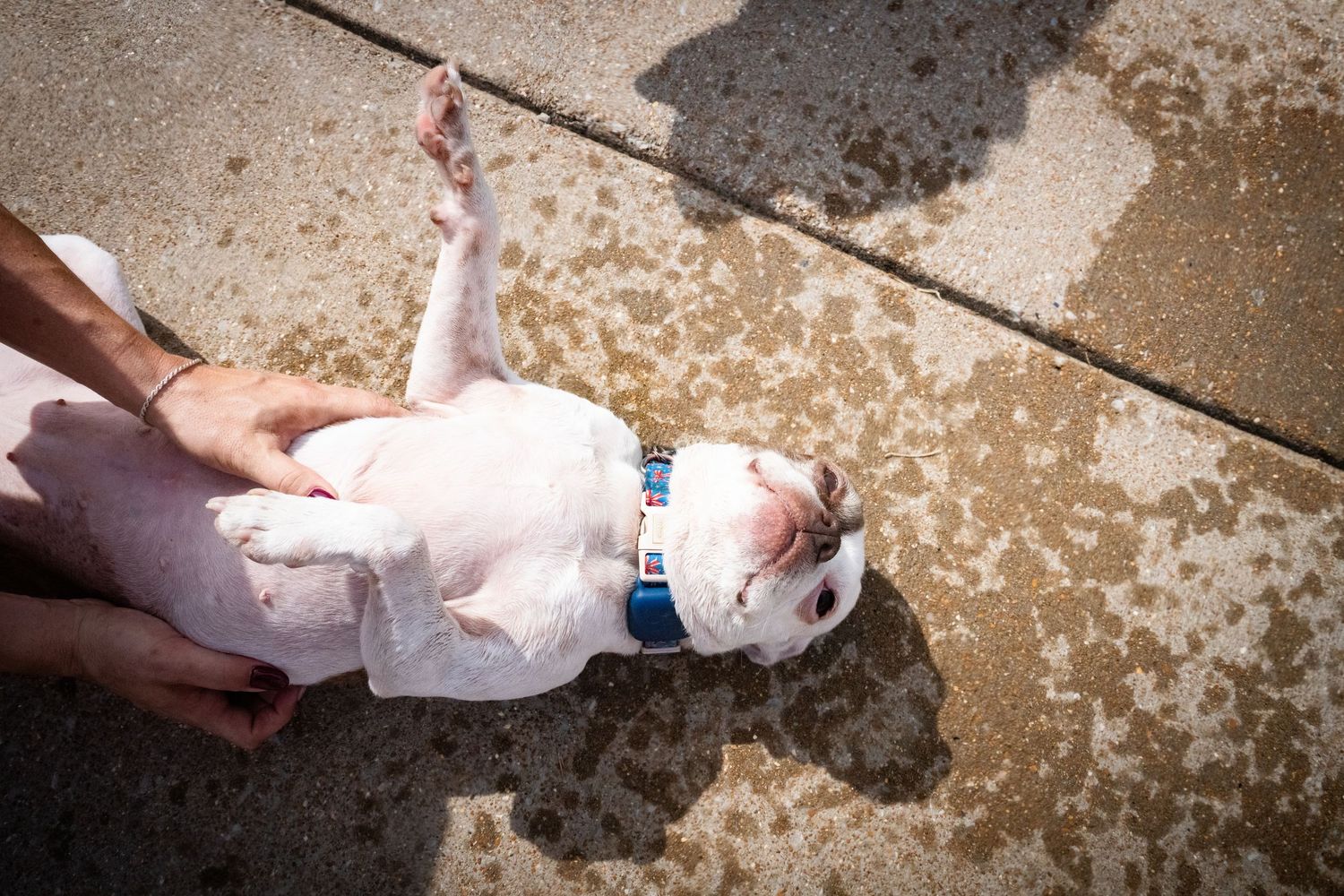 A white bulldog puppy lying on its back on wet concrete being held by a person's hands, wearing a blue collar.