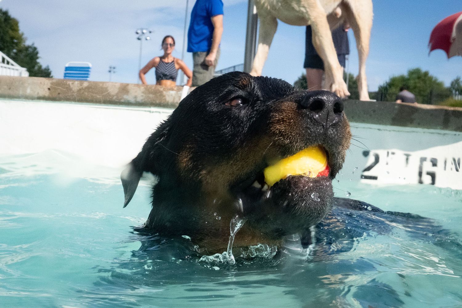 A black Rottweiler swims in a pool holding a yellow ball in its mouth near a pool edge marker.