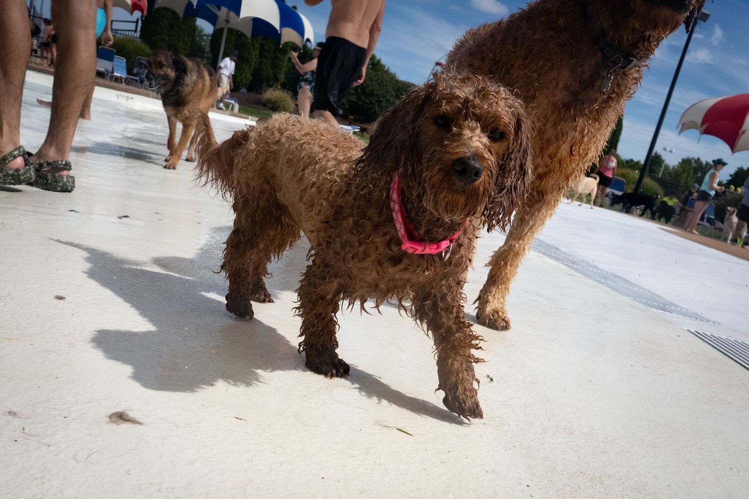 Wet curly brown Goldendoodle dog with pink collar standing on white surface at outdoor pool event.