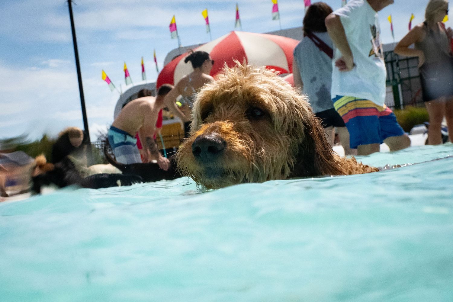 A wet golden doodle dog swimming in a pool during an outdoor dog swim event on a sunny day.