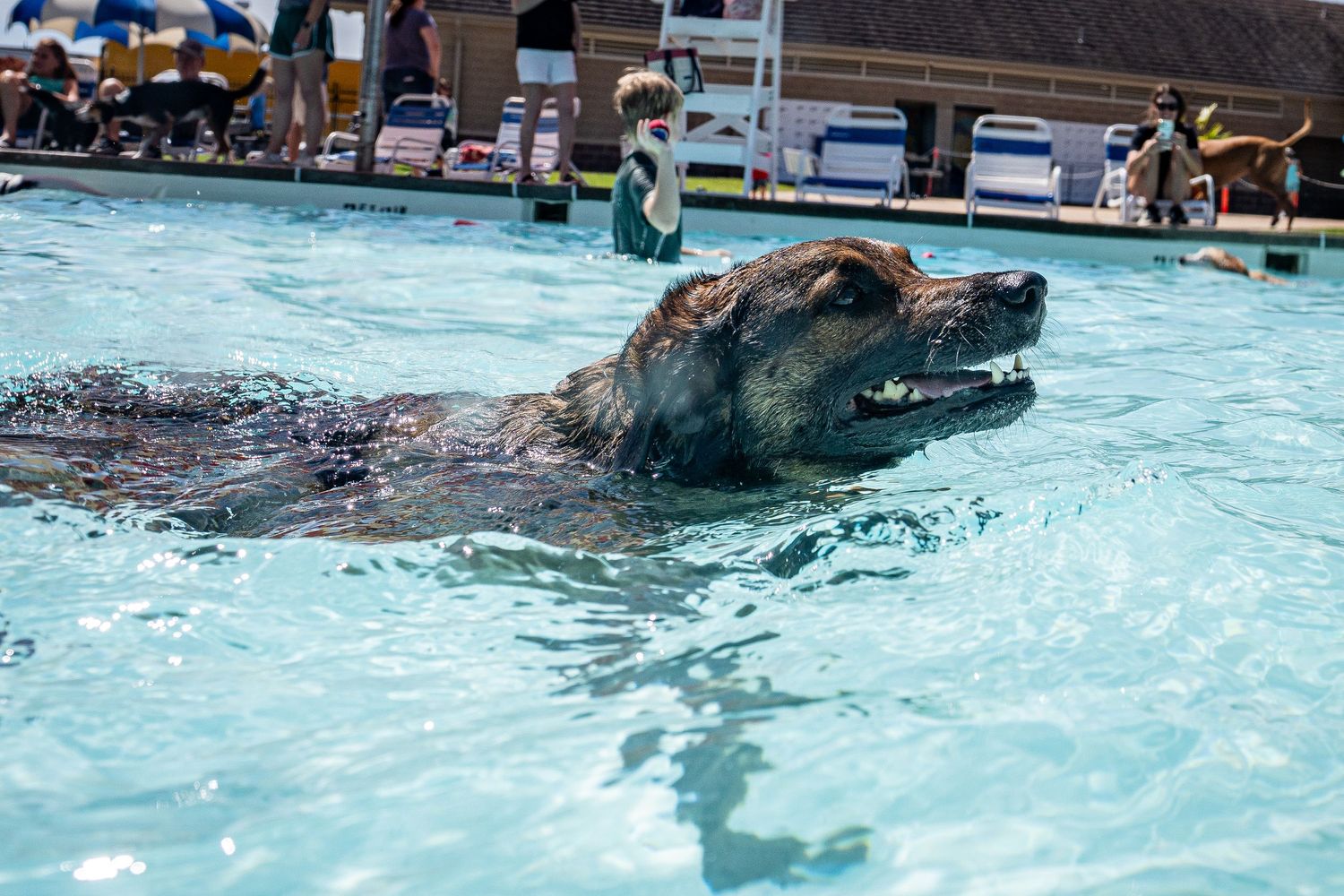 A wet dog swimming in a clear blue outdoor pool on a sunny day with people gathered in the background.