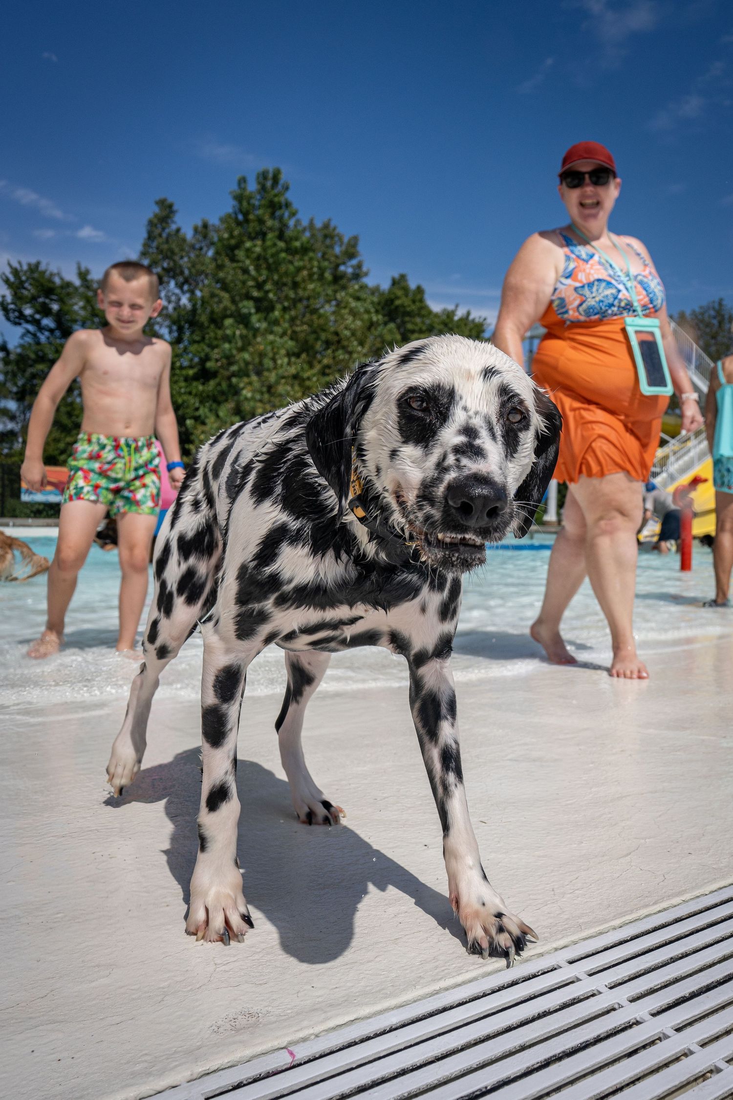A wet Dalmatian dog standing at a pool edge with a woman and boy in colorful swimwear on a sunny day.