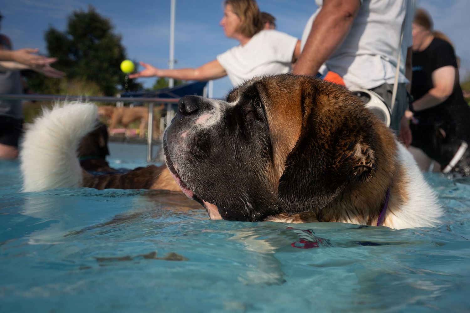 A large Saint Bernard dog swimming in a pool with people visible in the background.