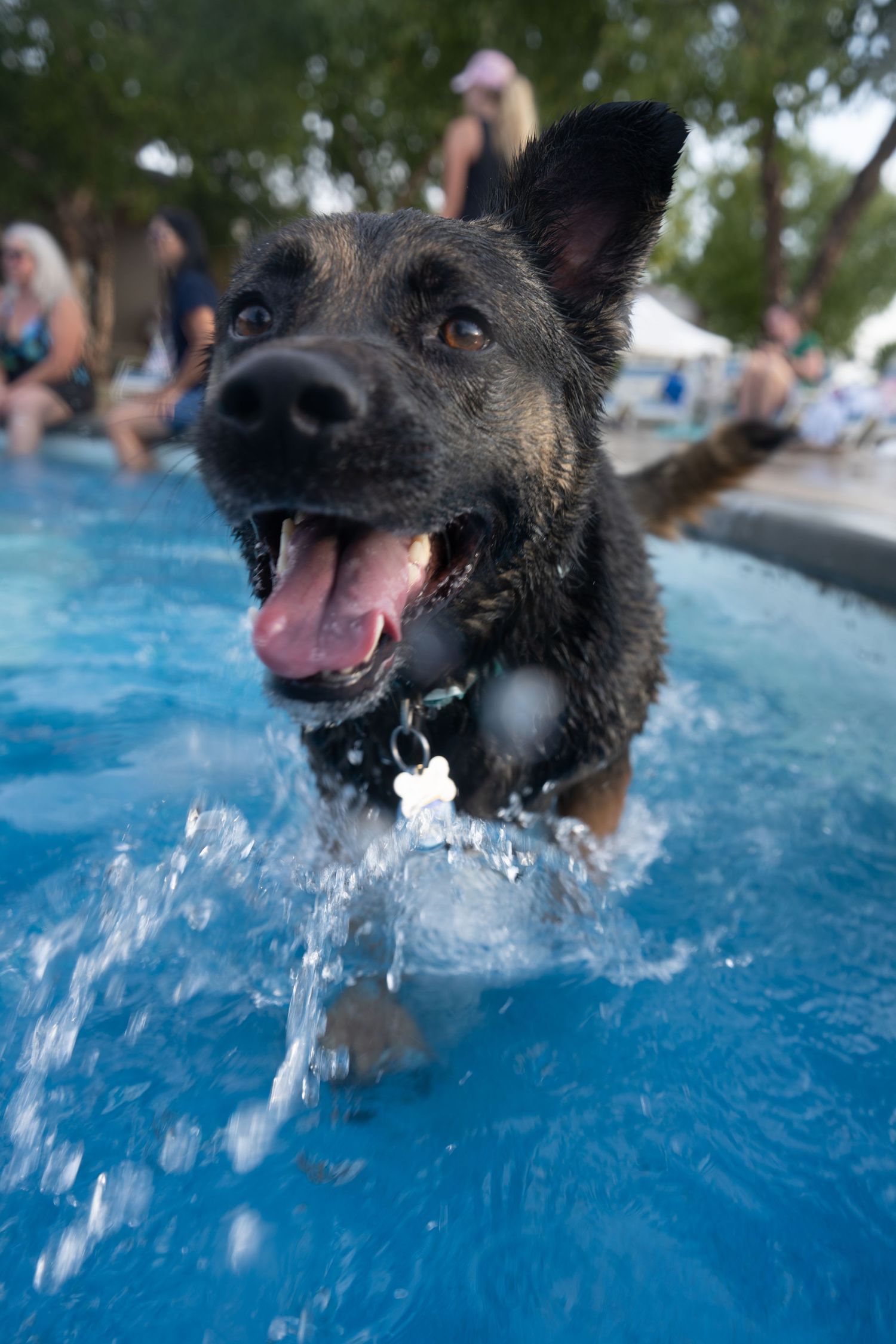 A happy wet dog splashing in a blue swimming pool with mouth open and tongue out, people relaxing poolside in background.