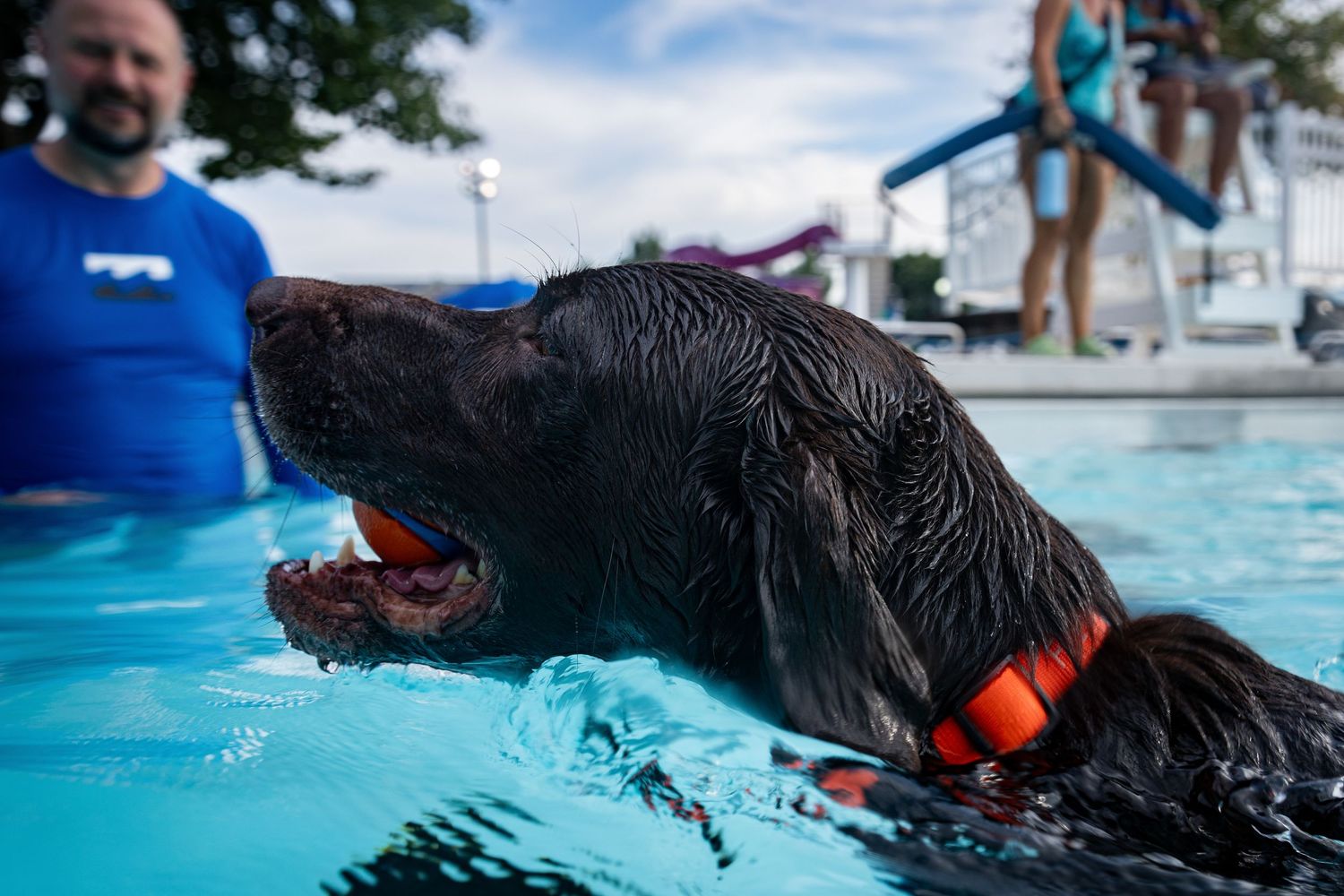 A wet dark Labrador retriever swims in a pool with an orange ball in its mouth, wearing an orange collar.