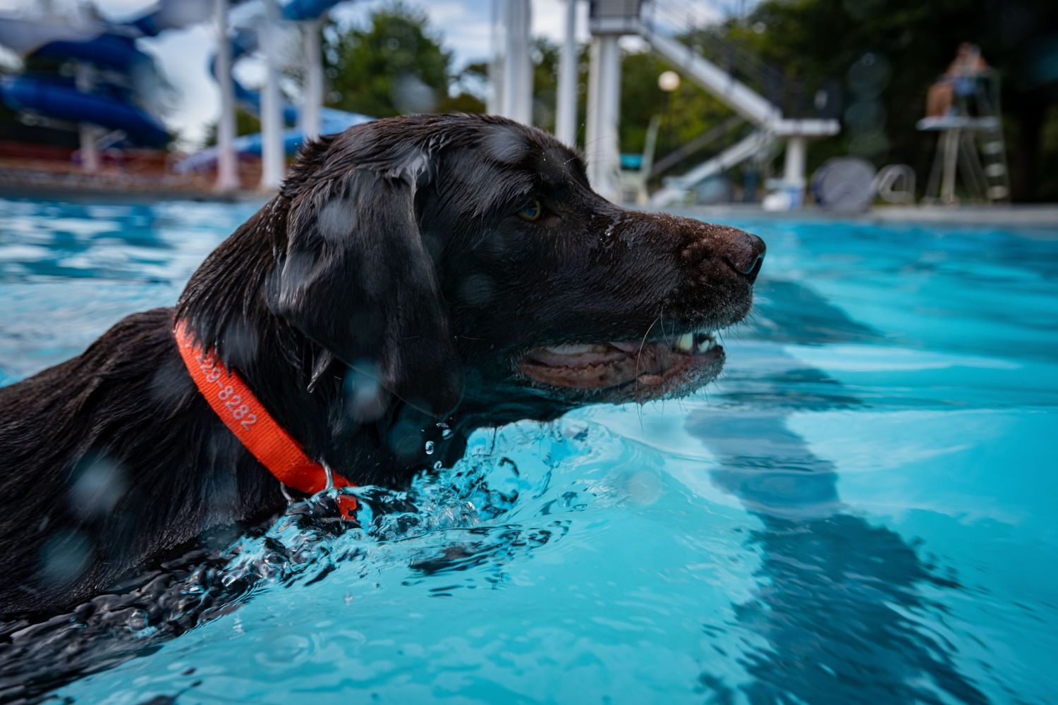 A black Labrador dog with a red collar swimming in a bright blue outdoor pool.