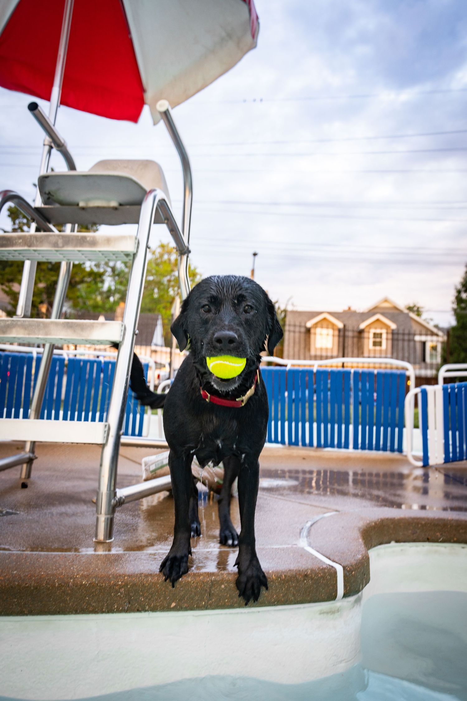 Wet black Labrador dog holding a yellow tennis ball in its mouth standing by a swimming pool.