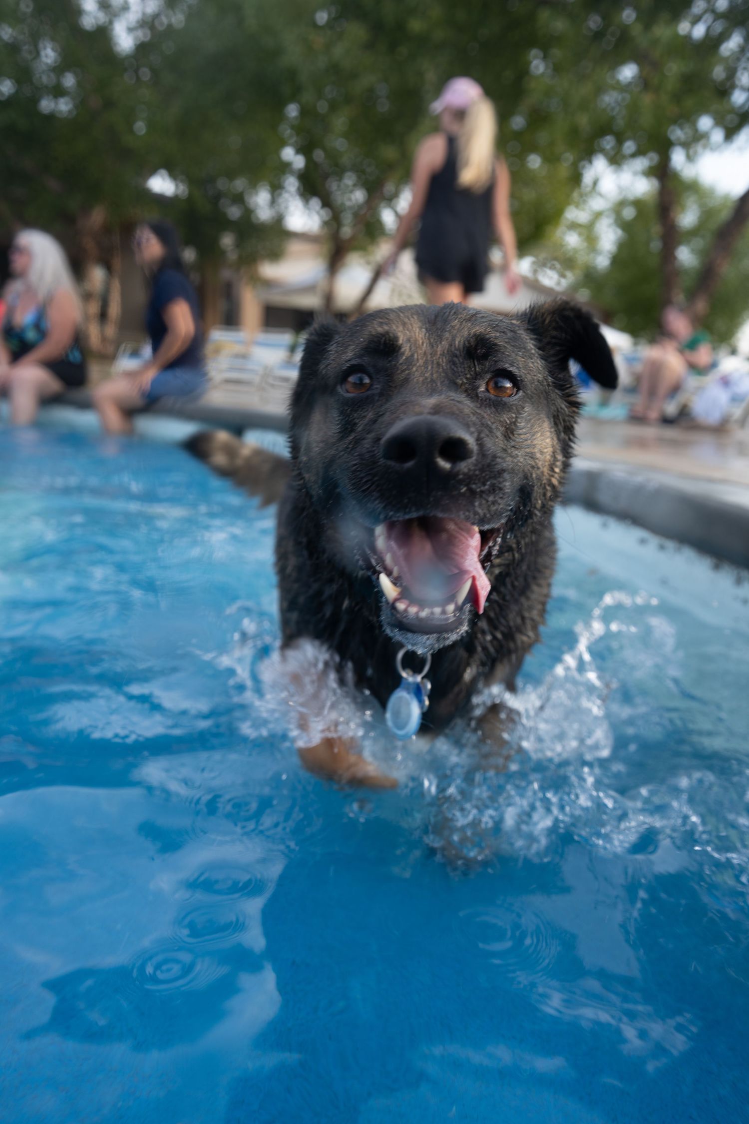 A happy wet black dog splashing in a blue swimming pool with tongue out, wearing a collar, people visible in background.