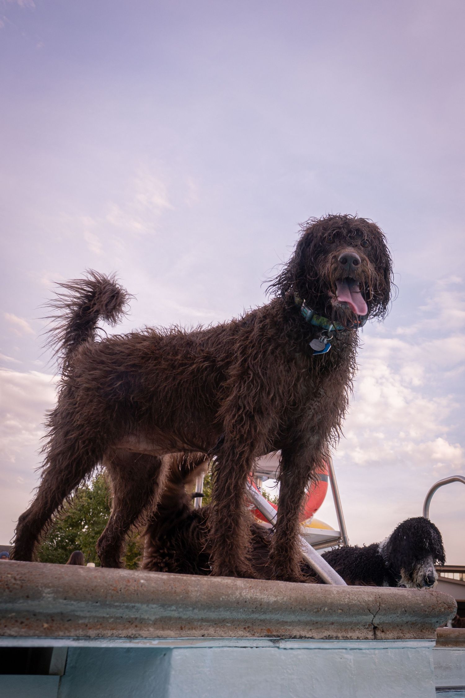 Wet dark brown Labradoodle standing on pool edge with tongue out against cloudy sky.