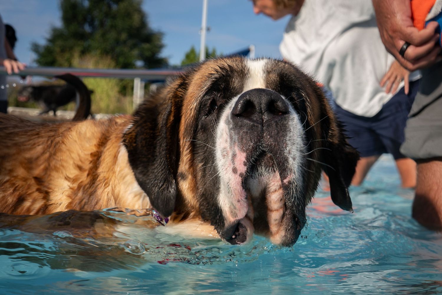 A large Saint Bernard dog with tongue out enjoys swimming in a pool on a sunny day.