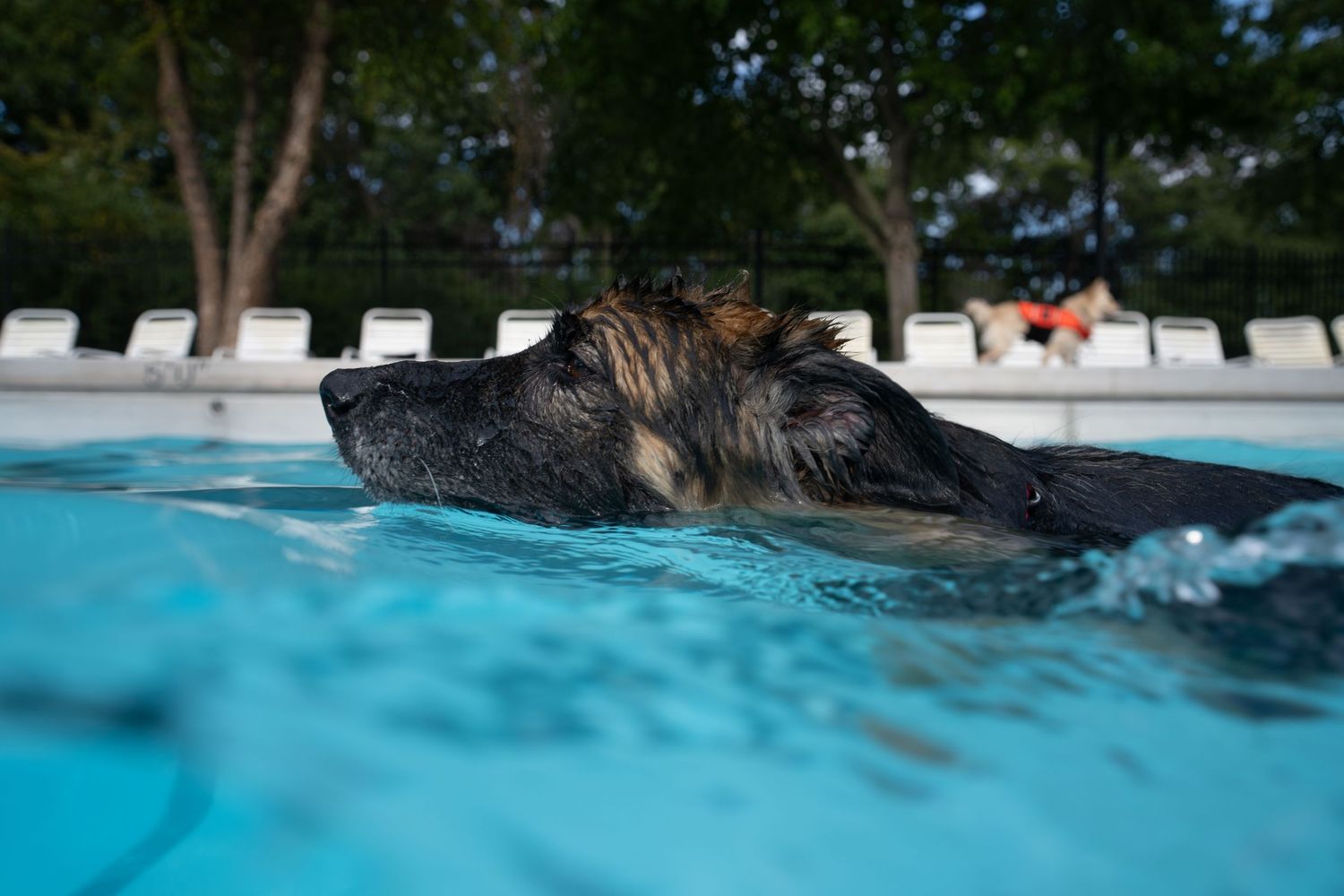 A wet German Shepherd dog swimming in a clear blue outdoor pool with white lounge chairs in the background.