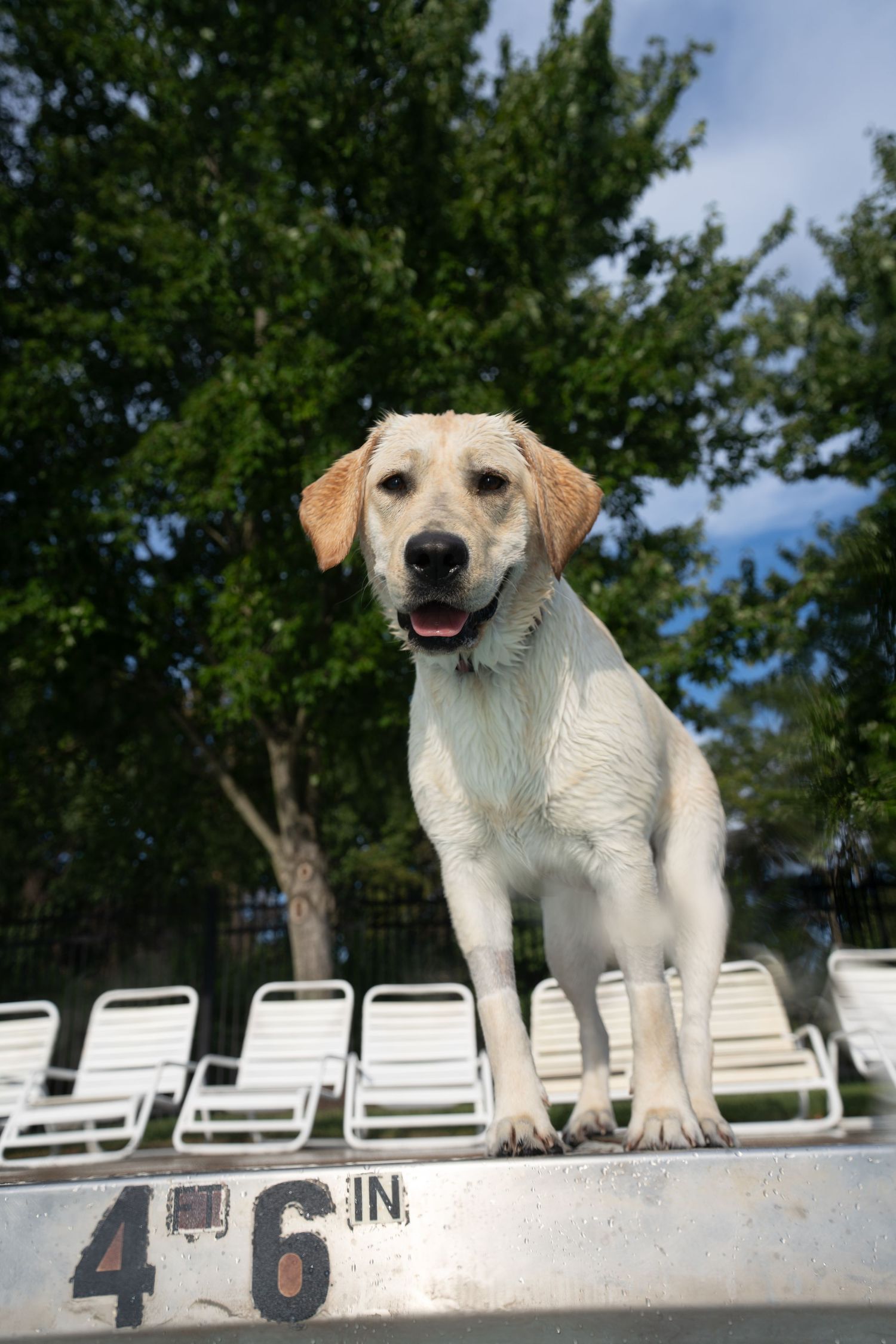 Wet yellow Labrador Retriever standing on a pool edge marked 4ft 6in, with lounge chairs and trees in background.