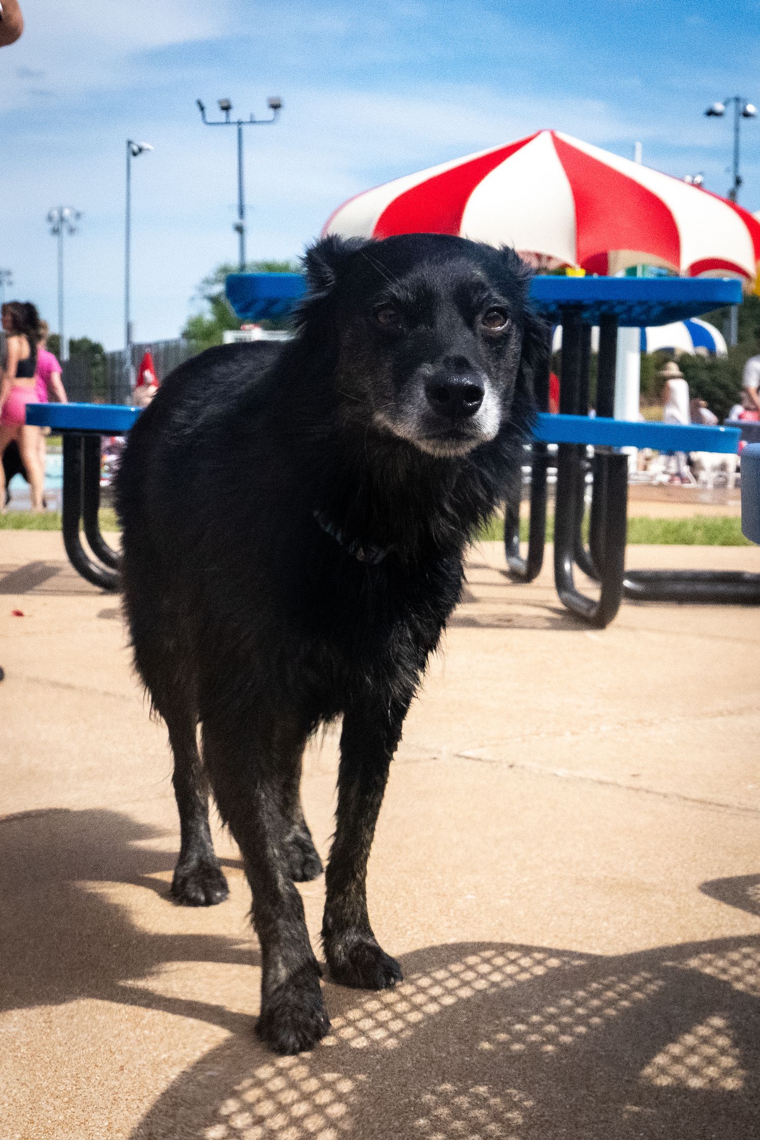 Wet black dog standing on concrete near a red and white striped umbrella at an outdoor pool area.