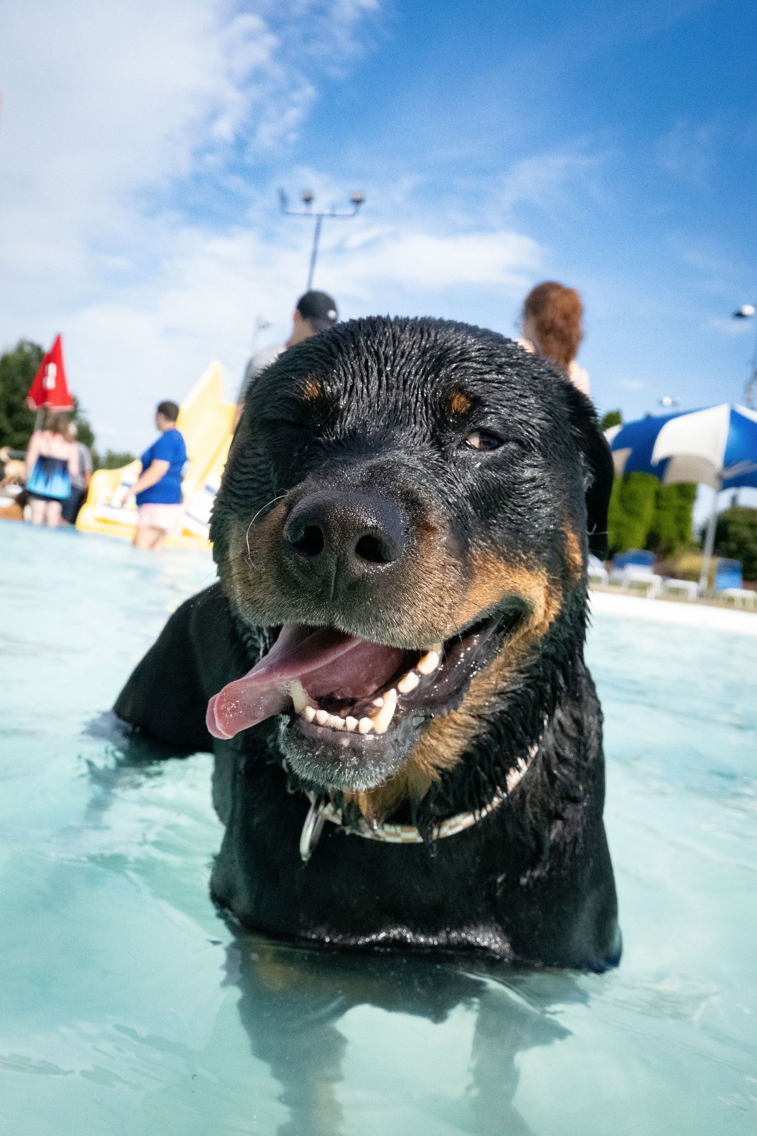 A wet Rottweiler smiles in a sunny outdoor pool surrounded by people and umbrellas.
