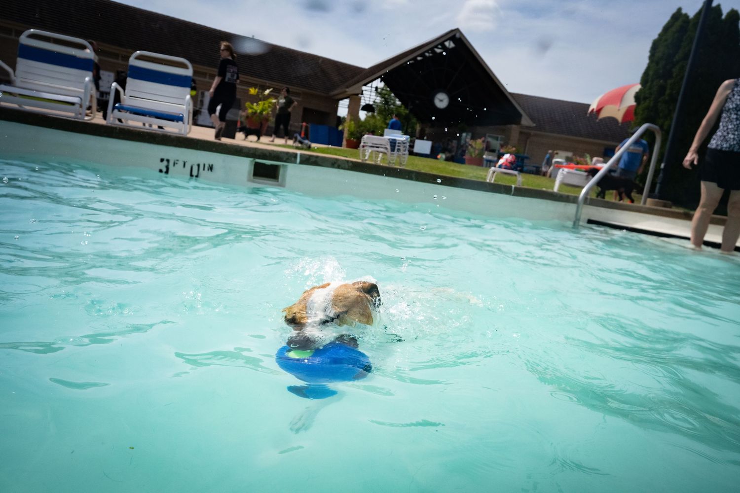 Small dog swimming in a pool carrying a blue toy in its mouth.
