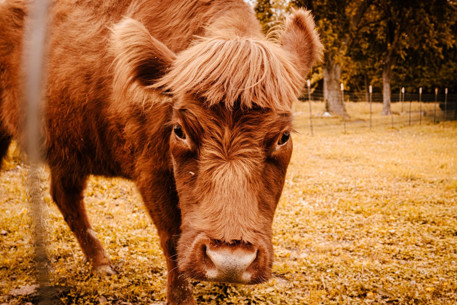 A shaggy brown Highland cow with long bangs grazes on yellow autumn leaves in a field.