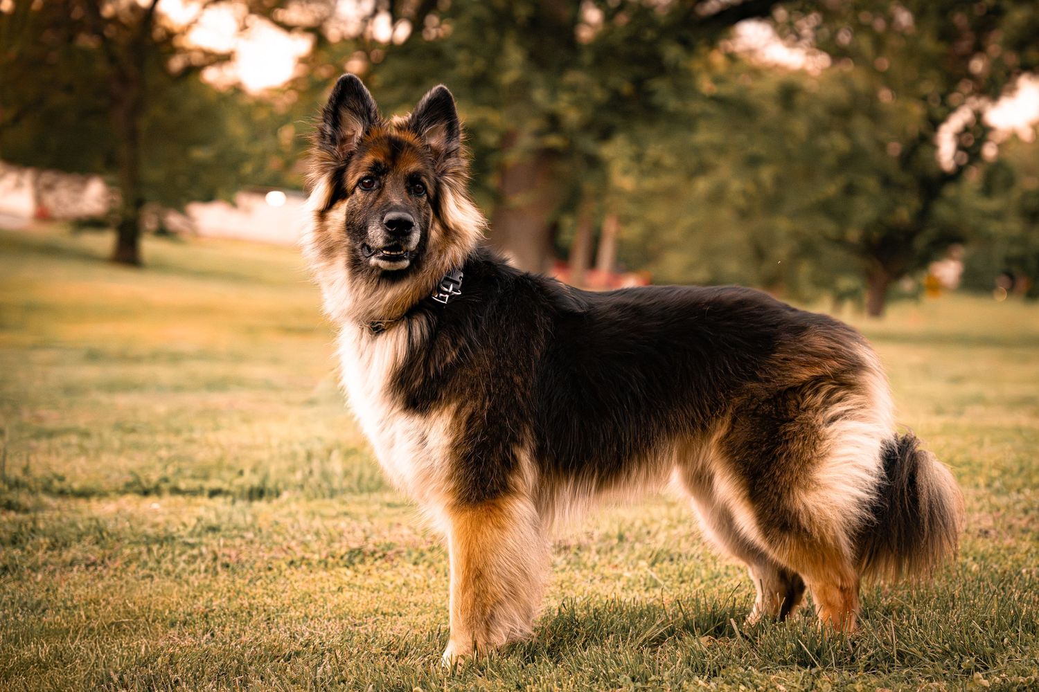 A long-haired German Shepherd dog standing proudly on green grass in a park during golden hour sunset.
