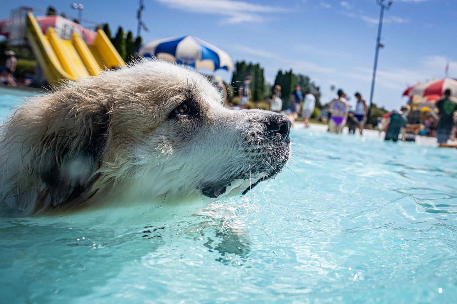 Large white Great Pyrenees dog swimming in a public pool with a water slide in background.