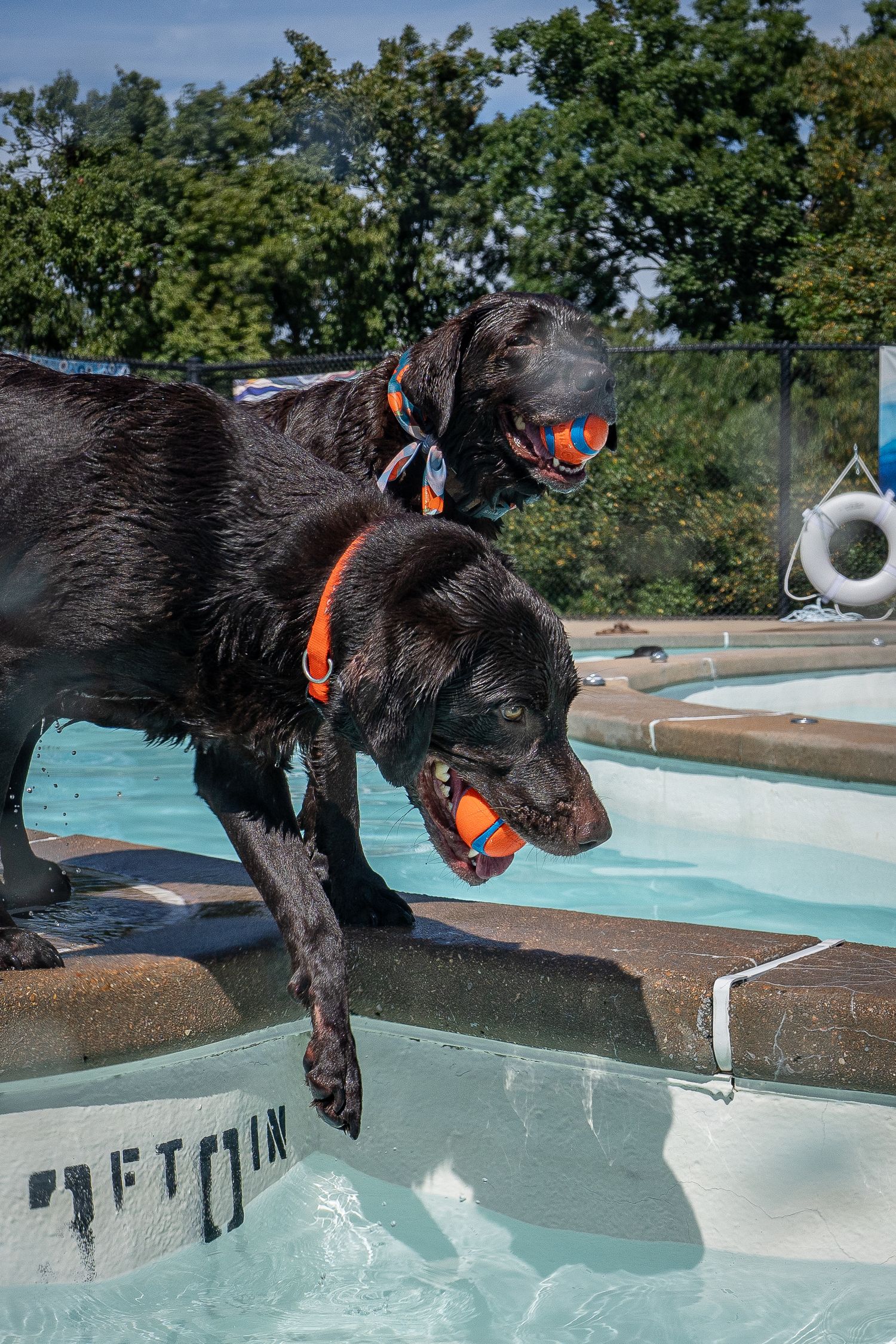 Two black Labrador dogs wearing orange bandanas leap into a pool each carrying an orange ball.