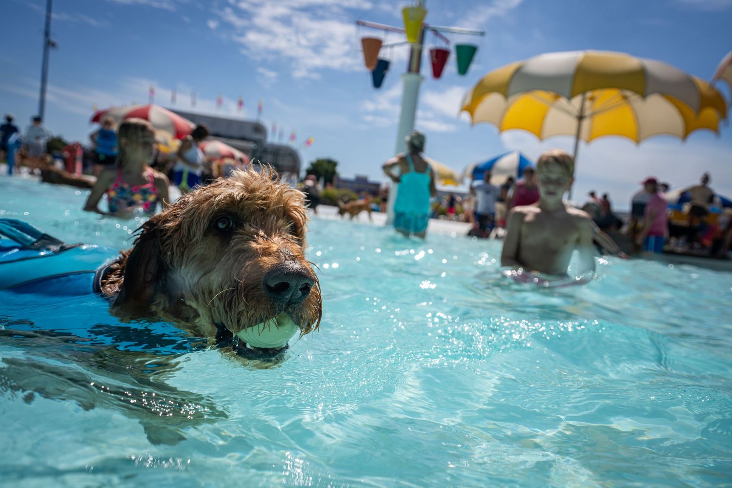 Curly-haired dog swimming in a crowded outdoor pool on a sunny day.