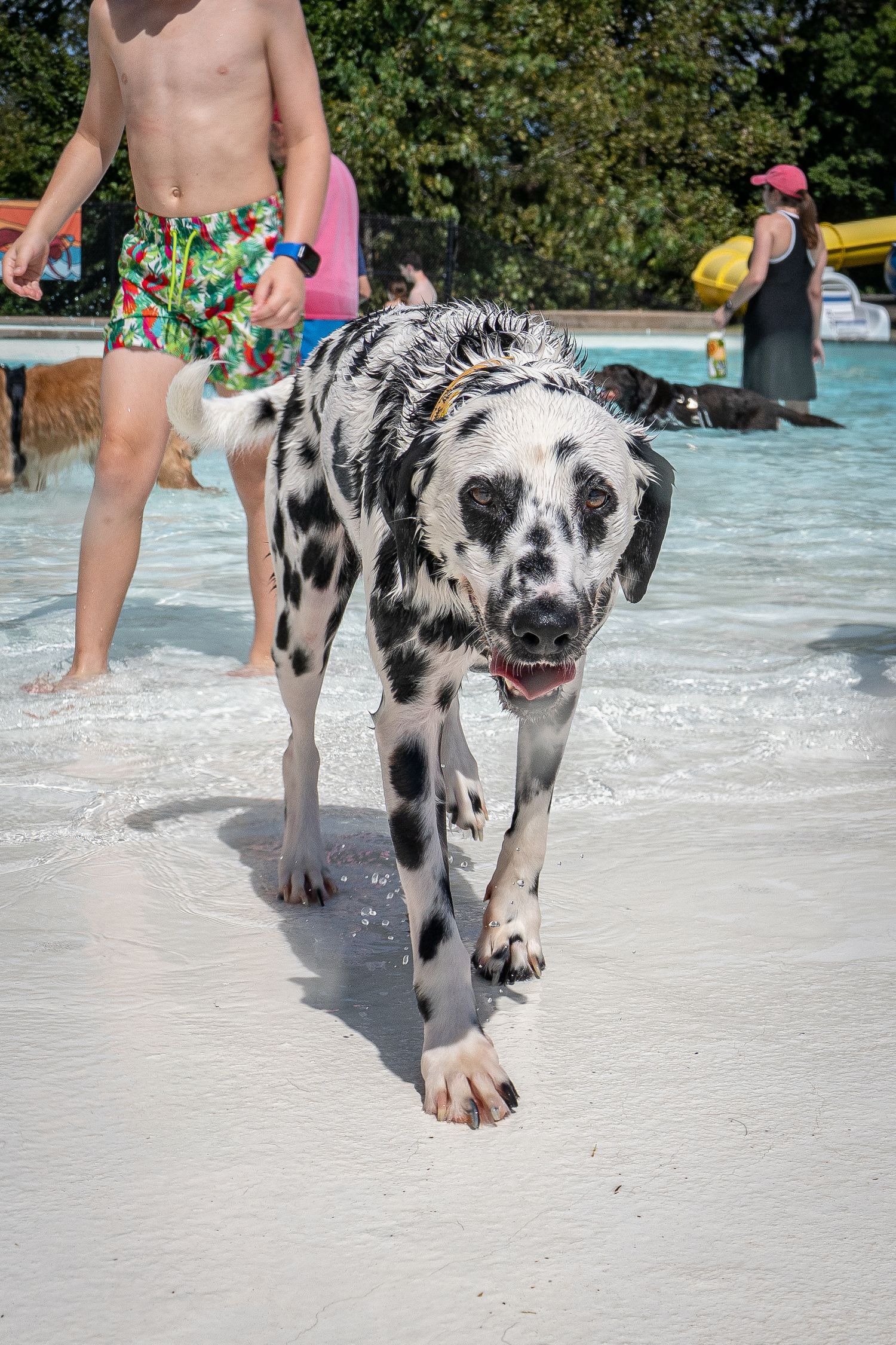 A wet Dalmatian dog walking along the shallow edge of a pool with people in background.