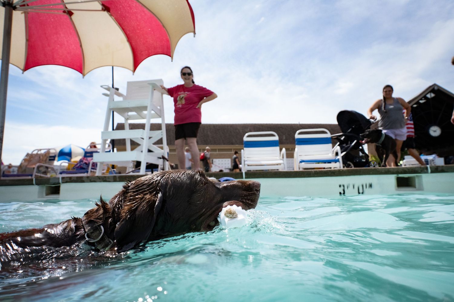 A dark dog swimming in an outdoor pool while people watch from poolside near a lifeguard chair.