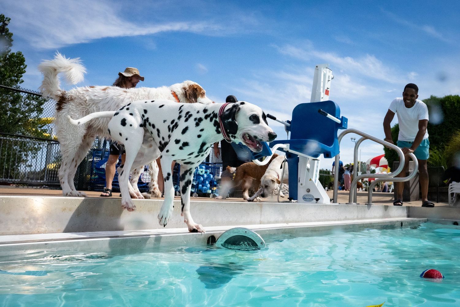 Dalmatian and dogs gather at pool edge during outdoor dog swim event on sunny day.