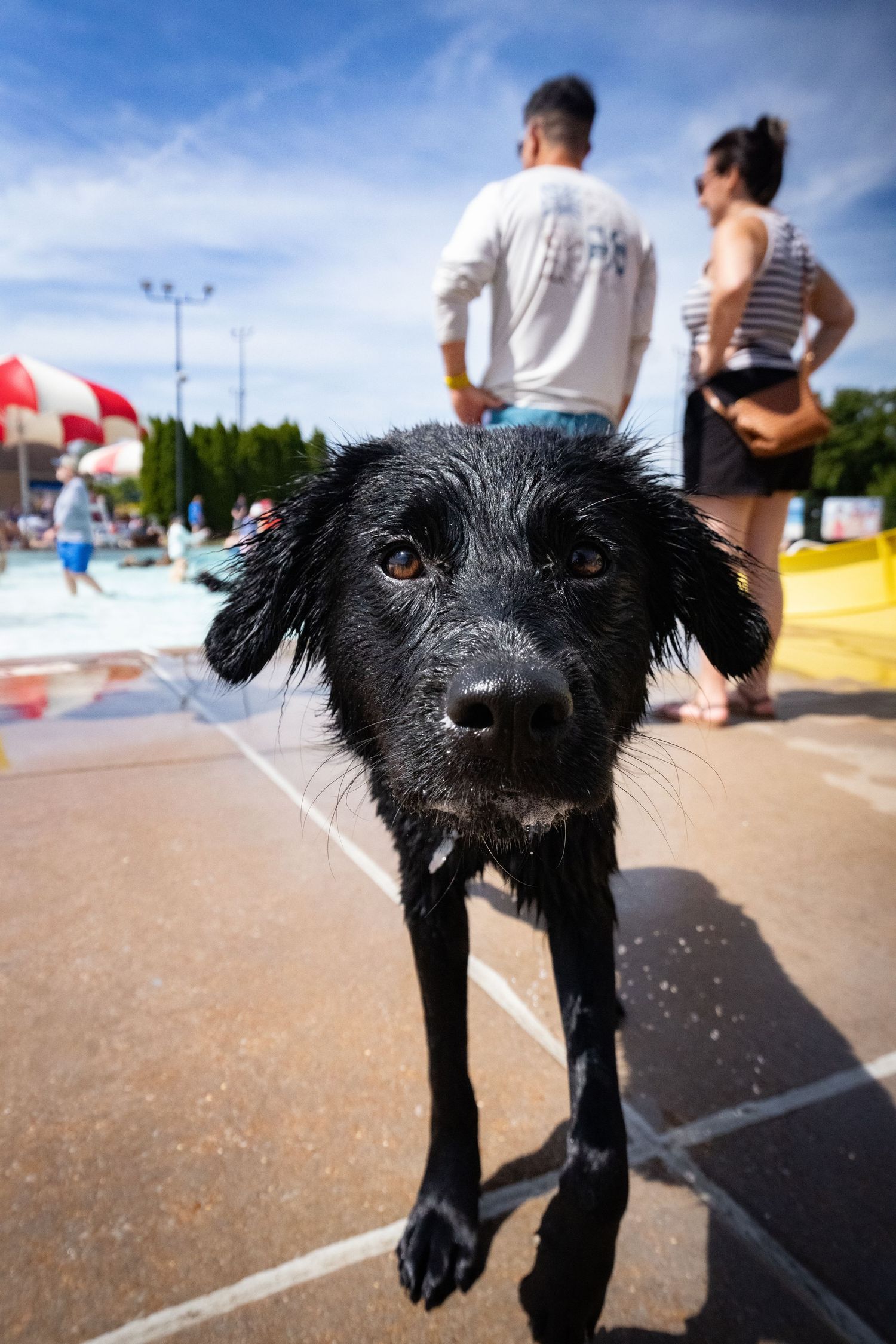 Wet black dog at outdoor pool park looking at camera with people standing in background on sunny day.