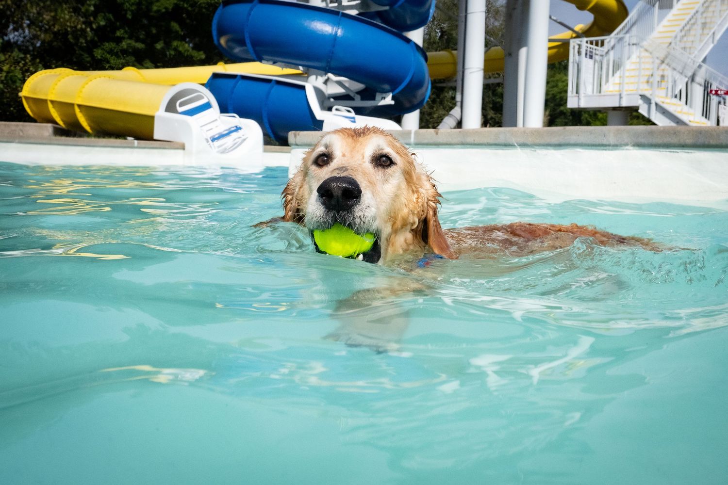 A Golden Retriever swims in a pool carrying a green ball with a yellow water slide in the background.