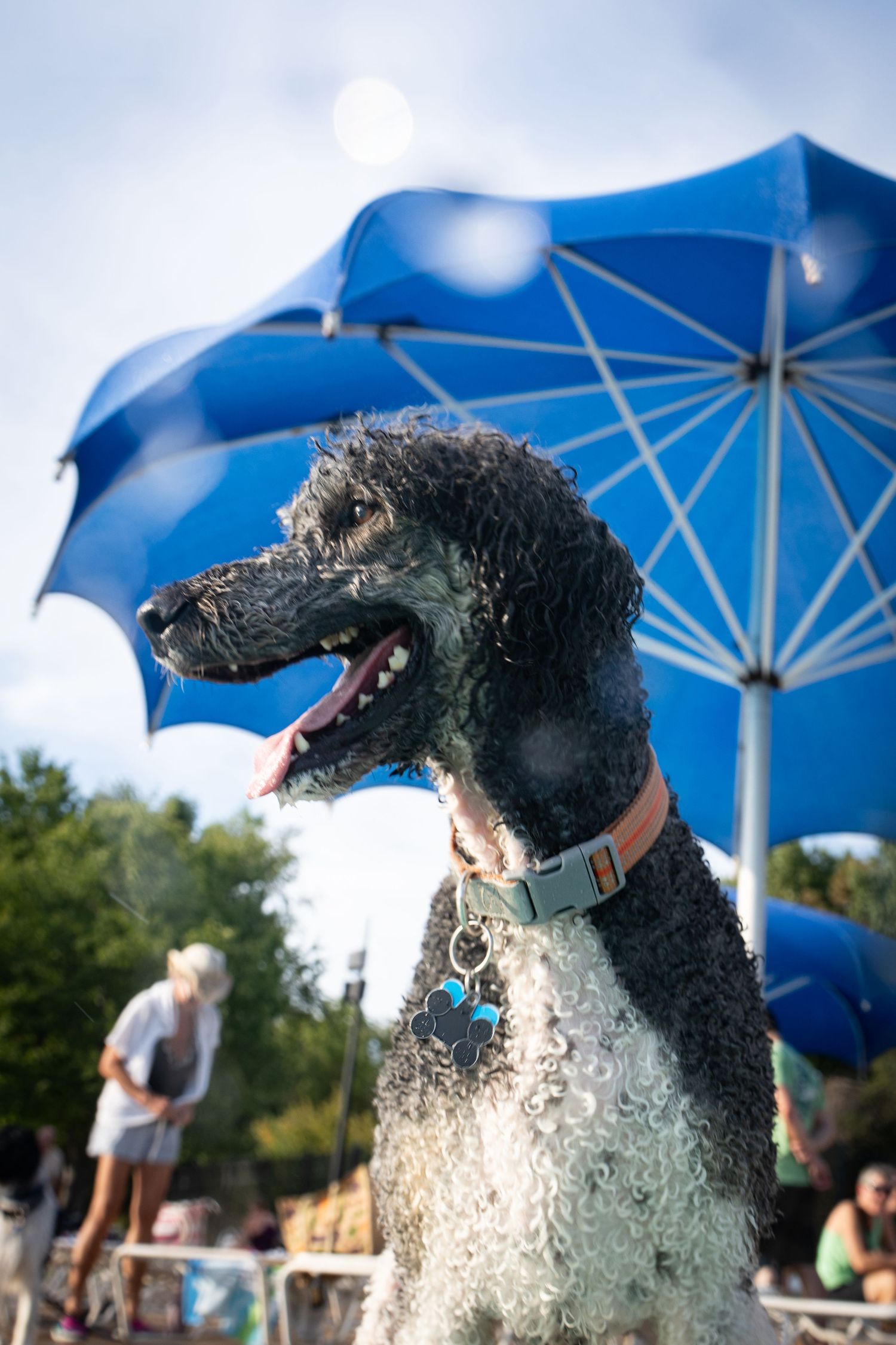 Wet black poodle with curly fur pants happily outdoors near a blue umbrella on a sunny day.