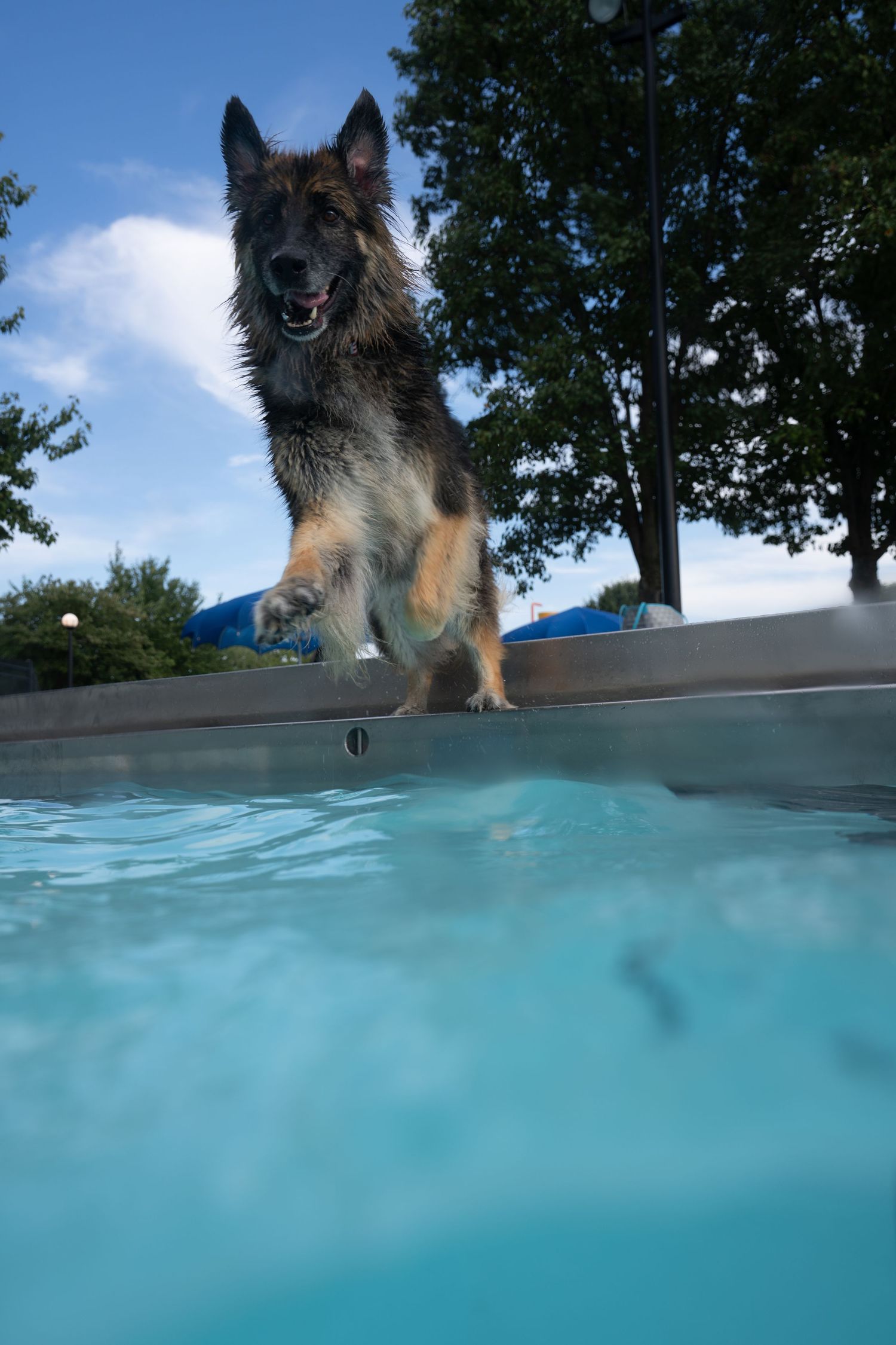 A wet German Shepherd dog leaping into a clear blue swimming pool outdoors on a sunny day.