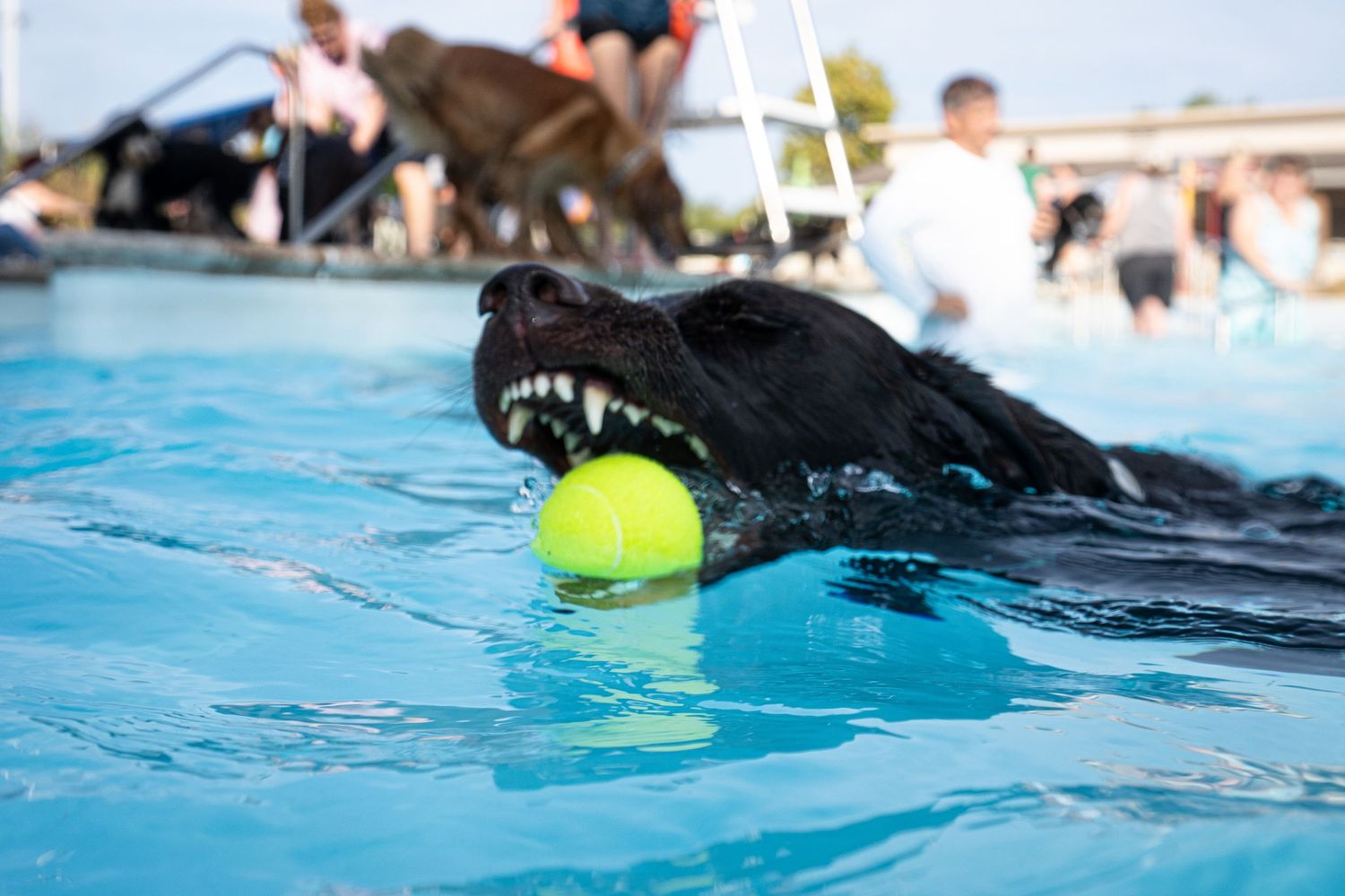 Black Labrador retriever swimming in a pool with a bright yellow tennis ball in its mouth.