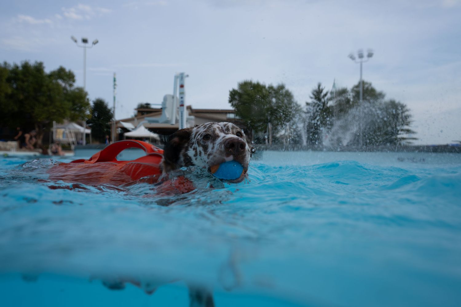 Dog wearing a red life vest swimming in a blue pool, splashing water while chasing a ball.