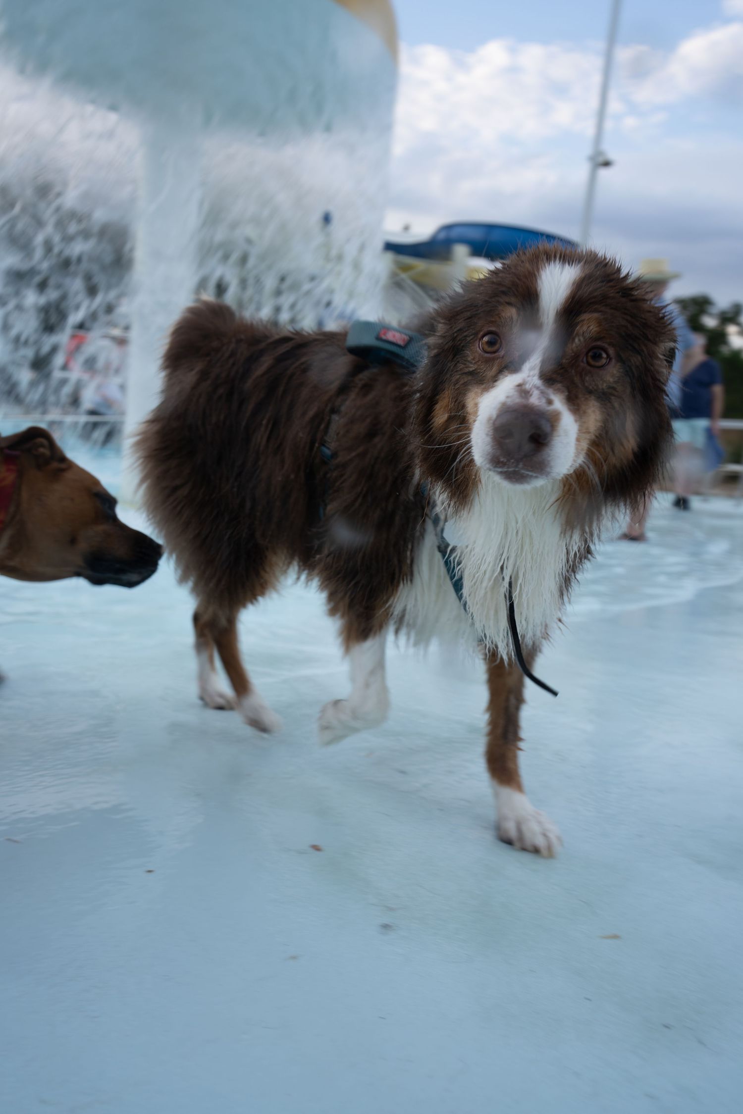 Wet brown and white Australian Shepherd dog standing in a pool with water fountain, wearing a harness.