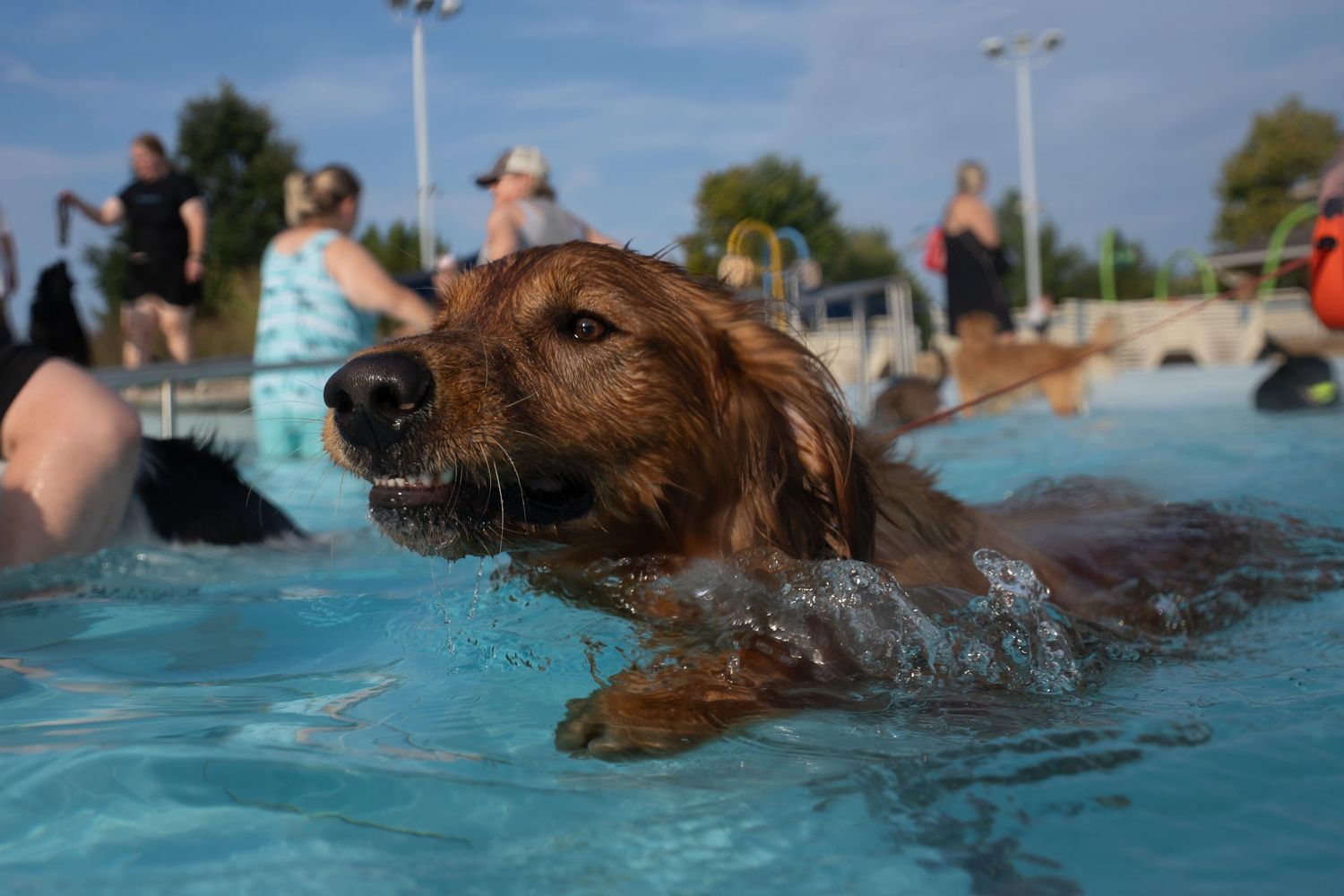 A golden retriever swimming in a outdoor pool with people gathered around on a sunny day.