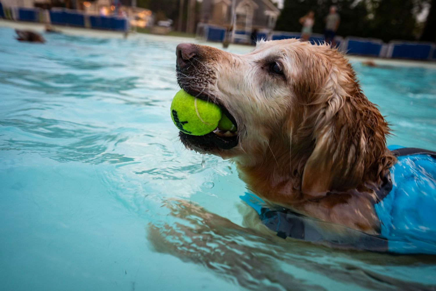Golden Retriever dog swimming in a pool while carrying a bright green tennis ball in its mouth.