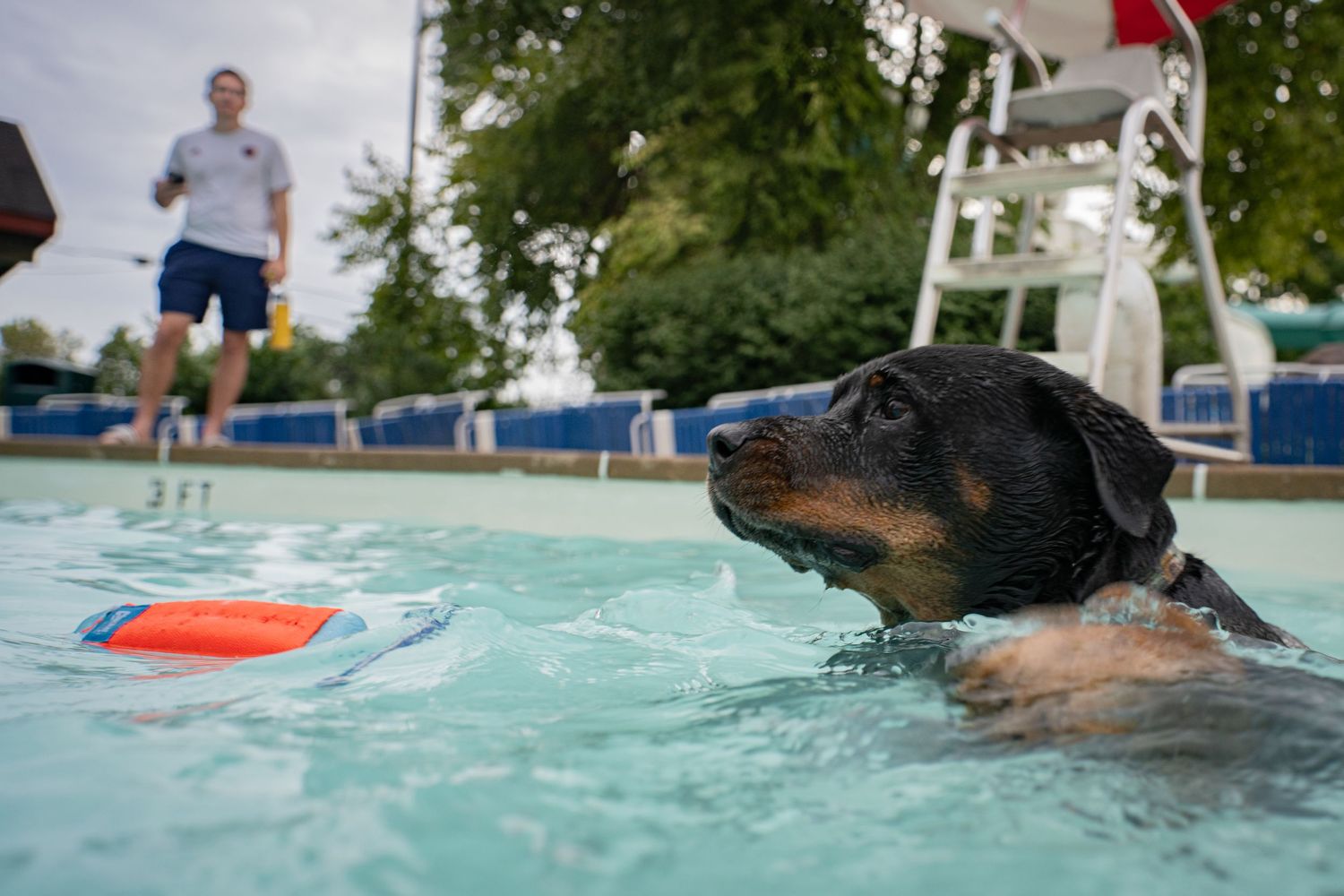 A Rottweiler dog swimming in a pool toward an orange ball while a man stands nearby a lifeguard chair.