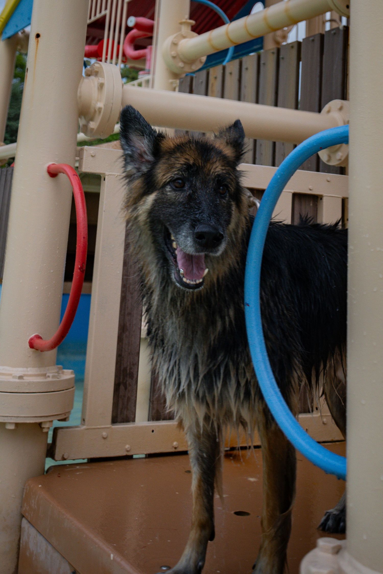 Wet German Shepherd dog standing happily in a colorful agility course with blue and red hoops.