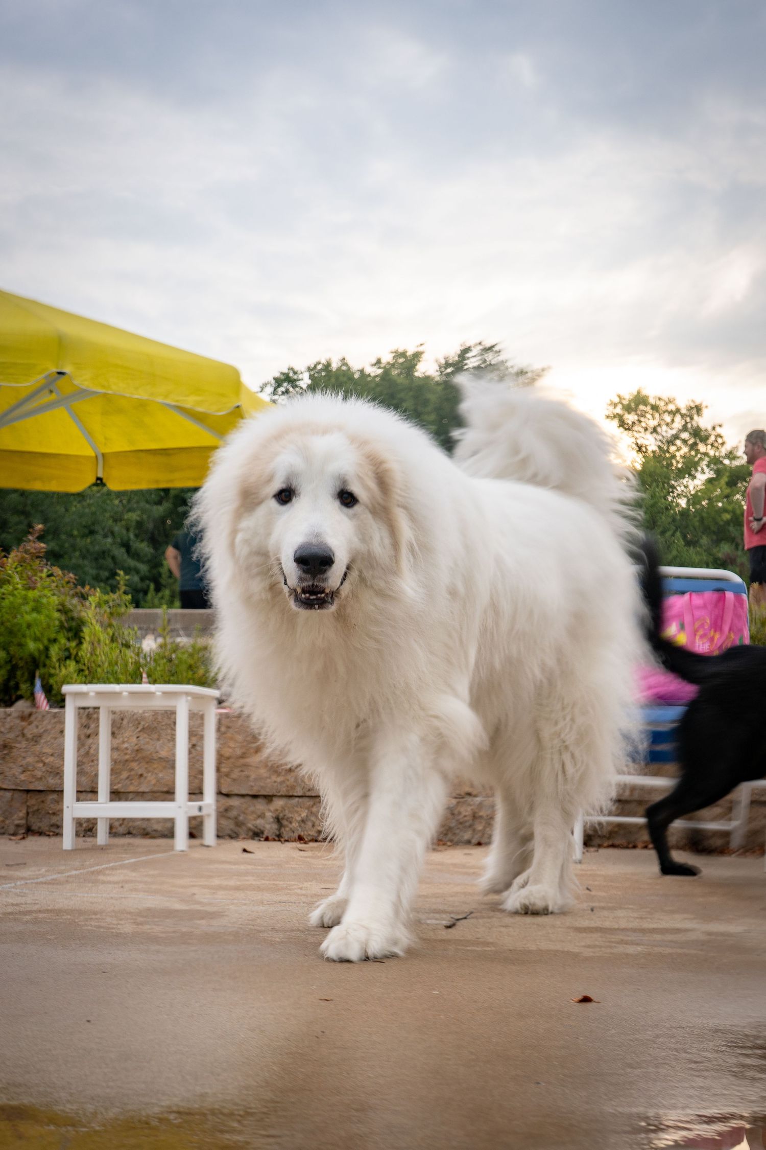 A large fluffy white Great Pyrenees dog walks on a patio near a yellow umbrella and a black dog in the background.