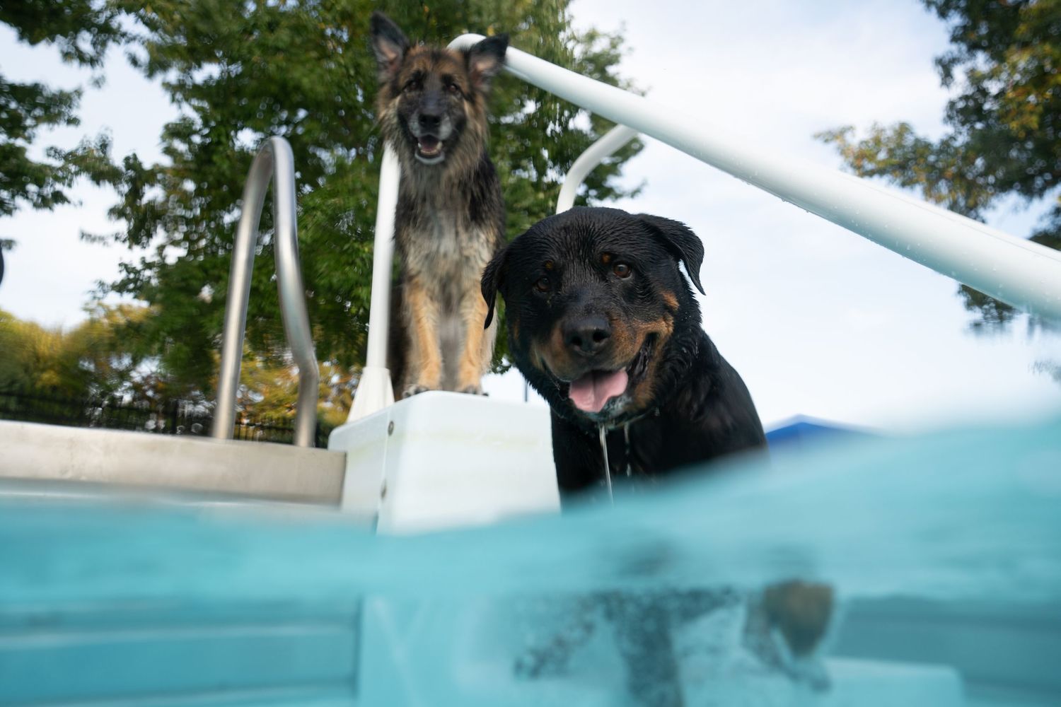 A German Shepherd and Rottweiler stand at the edge of a backyard swimming pool on a cloudy day.