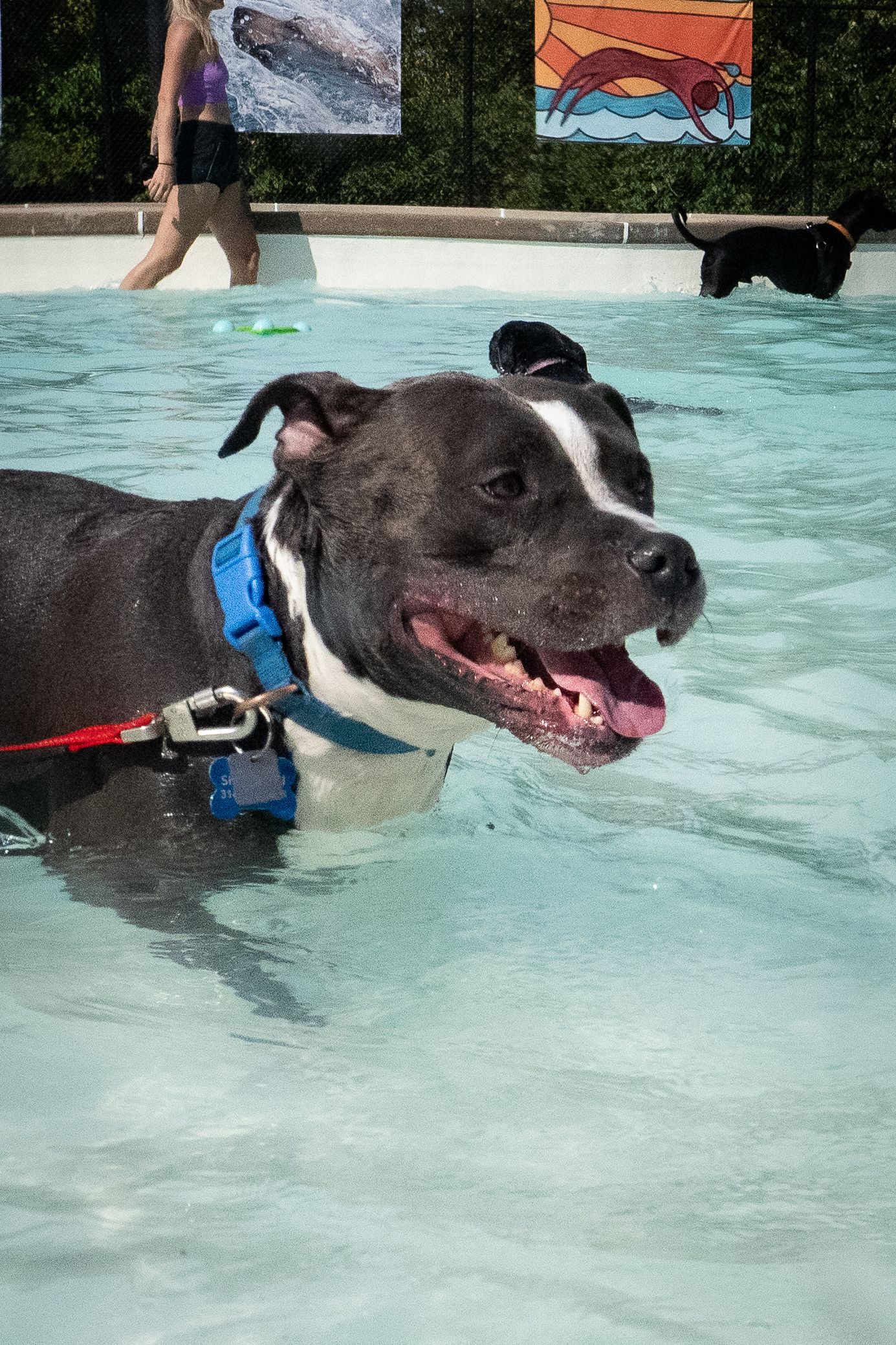 A happy black and white Pitbull wearing a blue harness wades in a swimming pool.