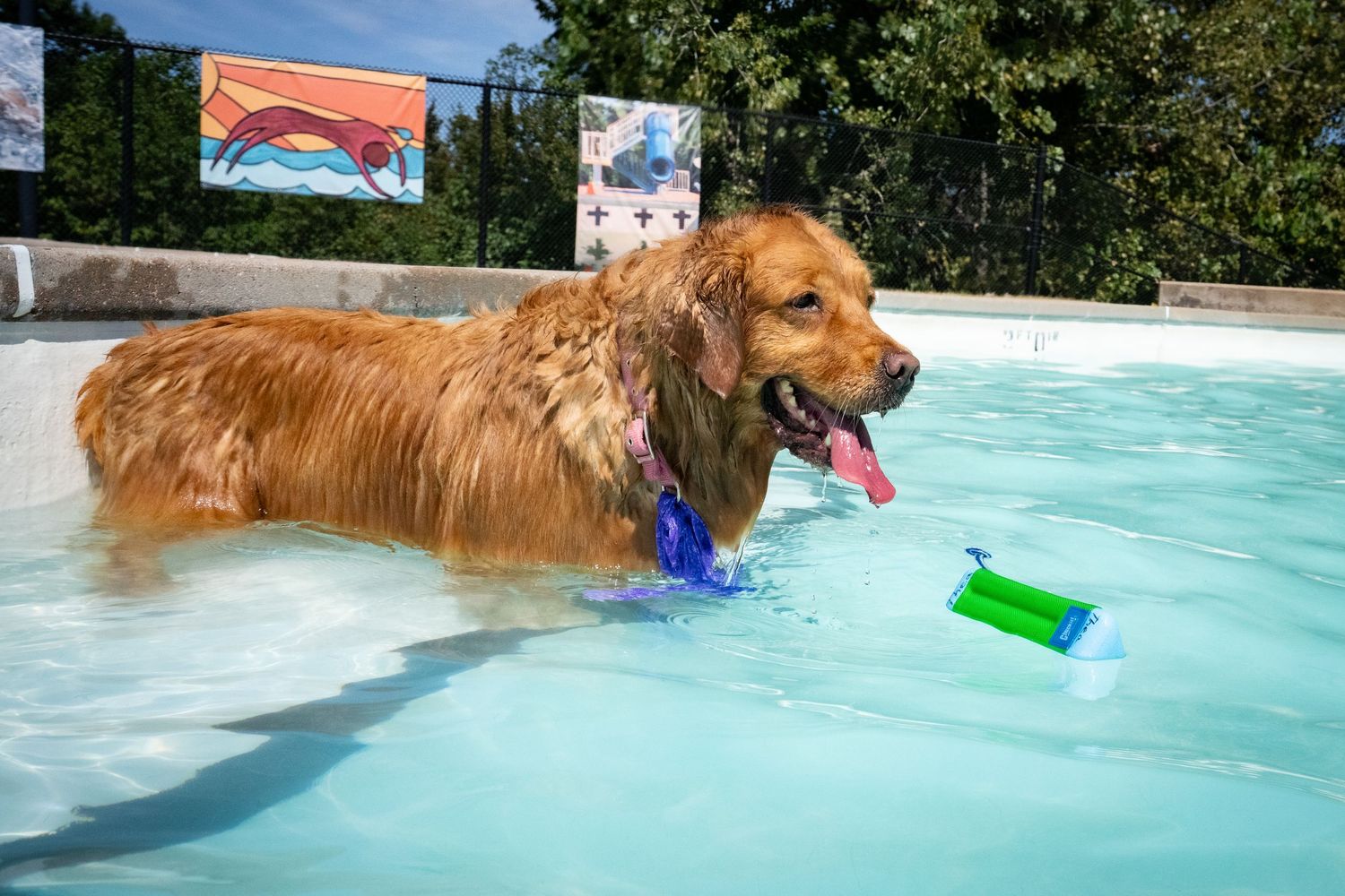 Golden Retriever standing in shallow pool with blue toy and green container floating nearby on sunny day.