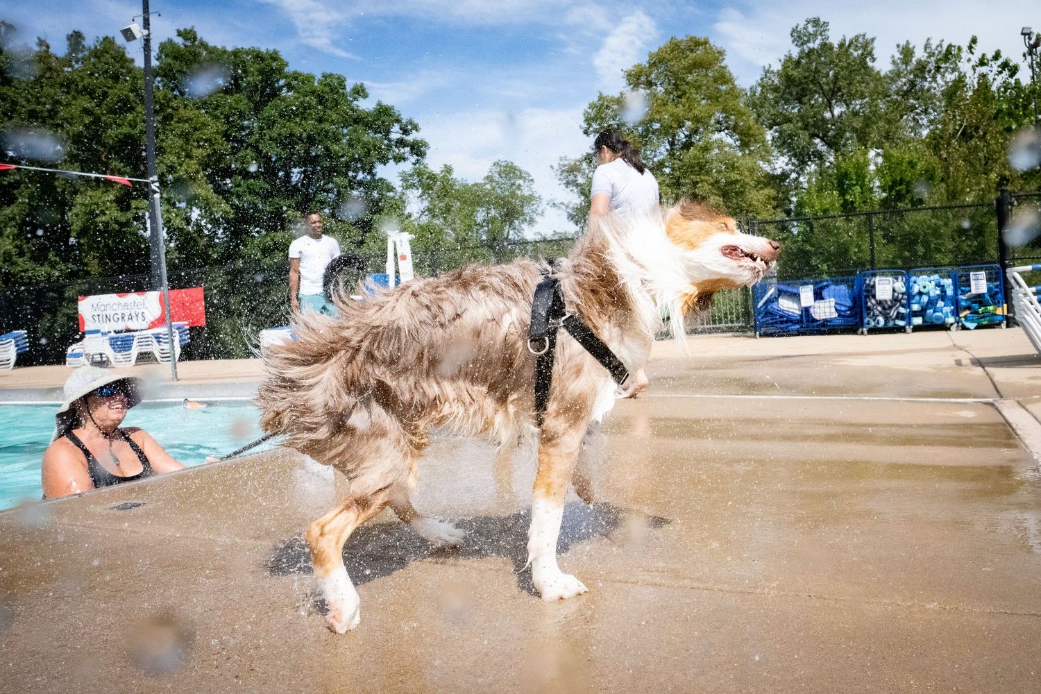An Australian Shepherd shakes water off its coat beside an outdoor swimming pool.